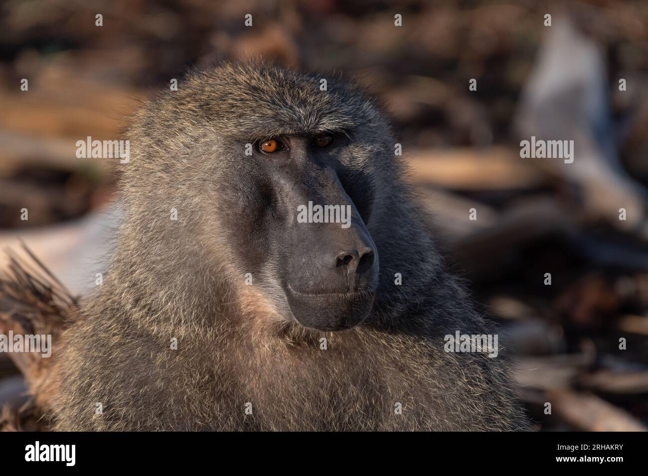 Cercopithecinae Examples Portrait of Olive Baboon, Papio anubis,Cercopithecinae, Samburu Game ...
