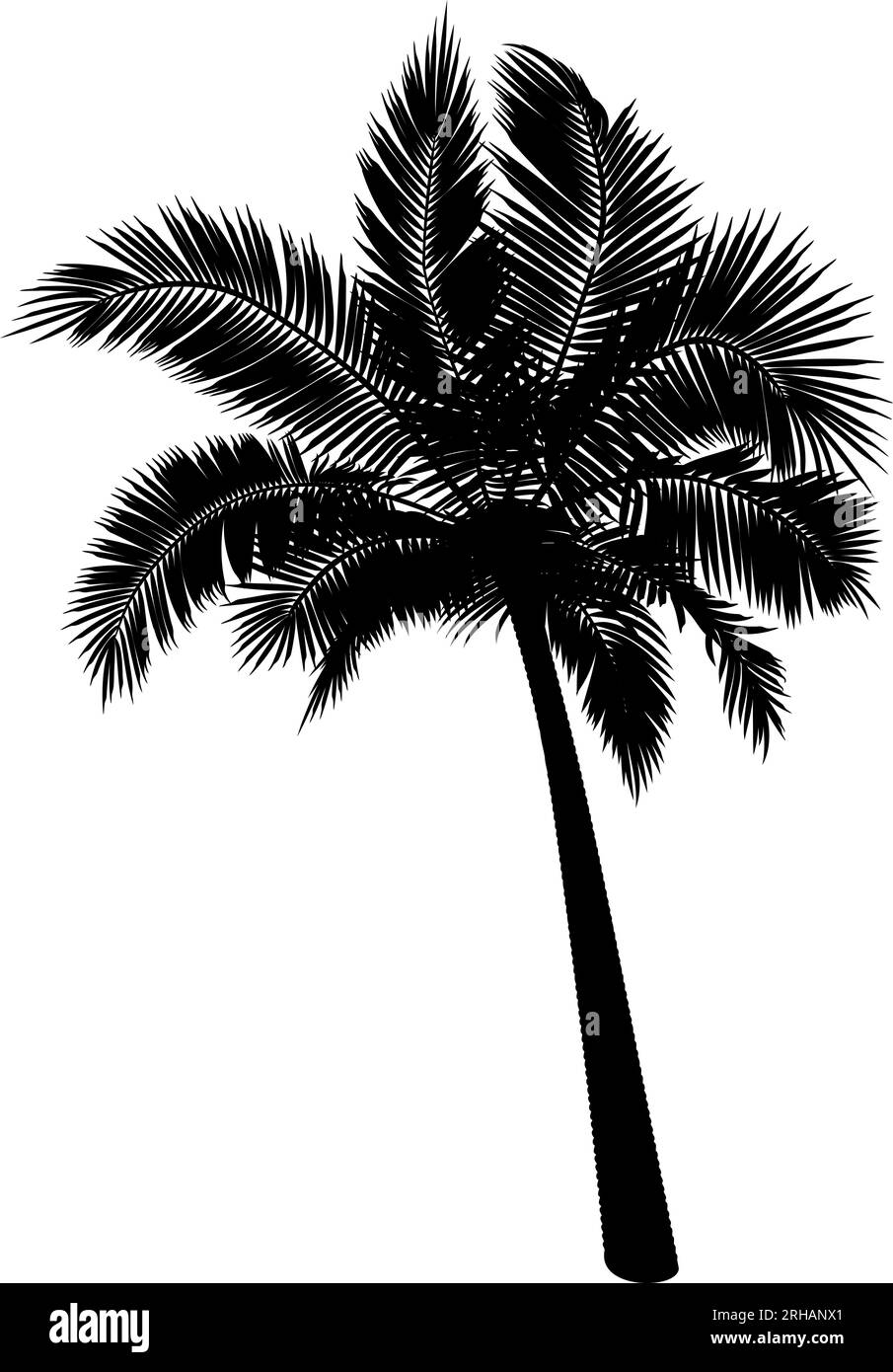 Shape of straight coconut palm tree. Vector illustration of palm tree trunk, foliage, branches, leaves. Image of tropical tree in vector. Stock Vector