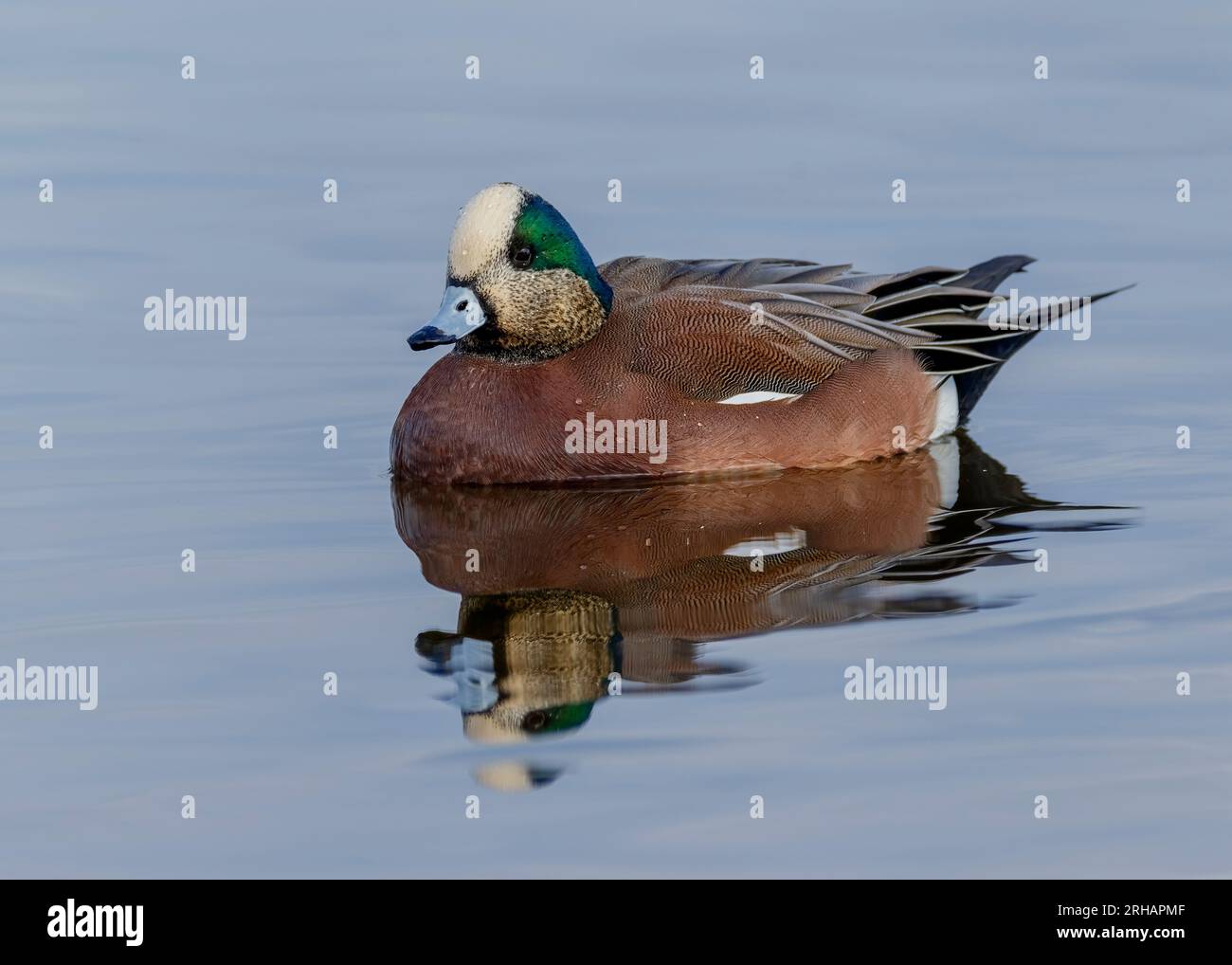 Male American Wigeon swimming in the Choptank River, Cambridge, Maryland Stock Photo