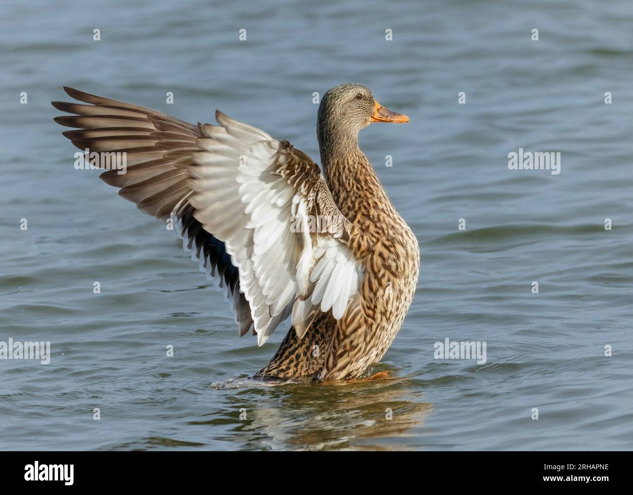 Female mallard duck anas platyrhynchos flapping her wings in the