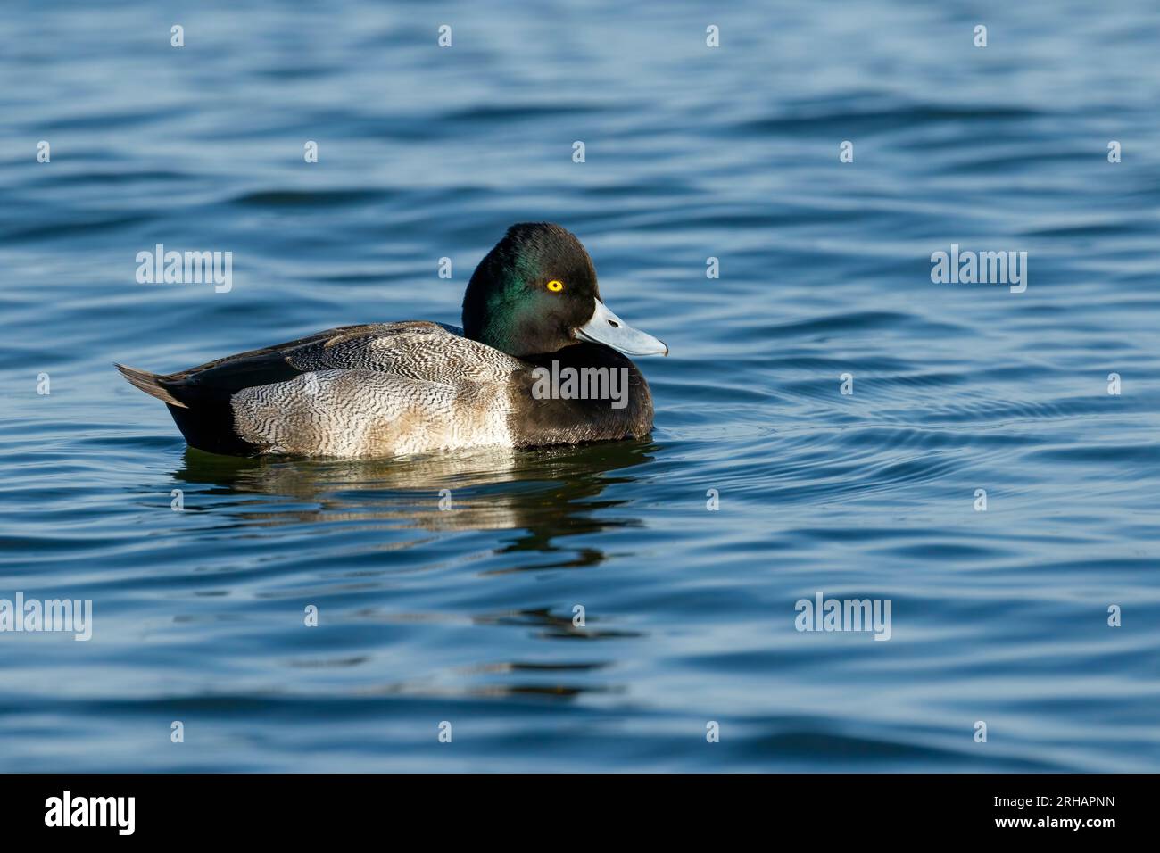 Male Lesser Scaup Swimming in the Choptank River, Cambridge, Maryland Stock Photo