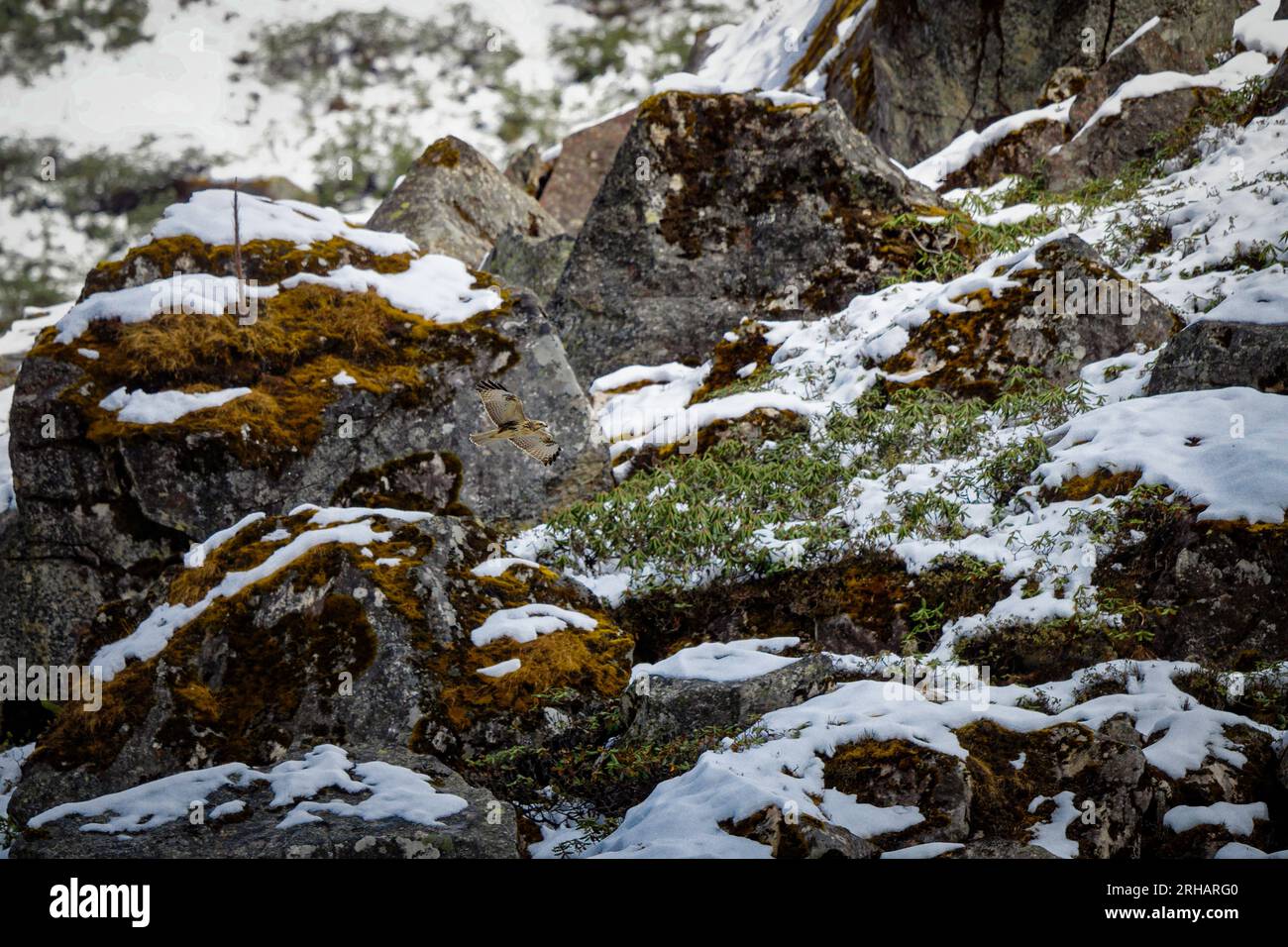 A Himalayan Buzzard flying over snow clad mountain slopes in search of prey Stock Photo