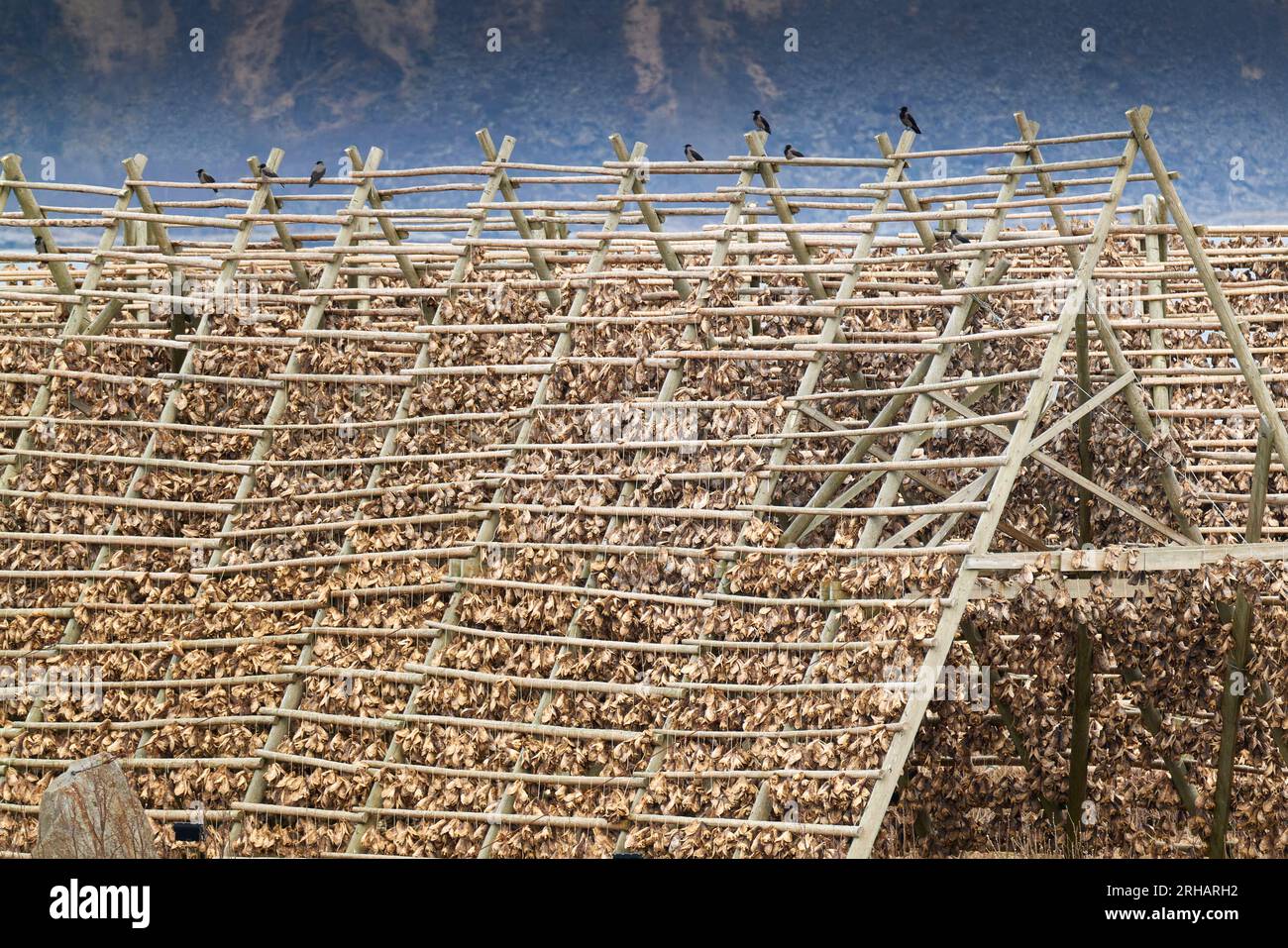 Fish Flakes (Hjell) Covered With Dried Cod, Dominate The Harbour Wall