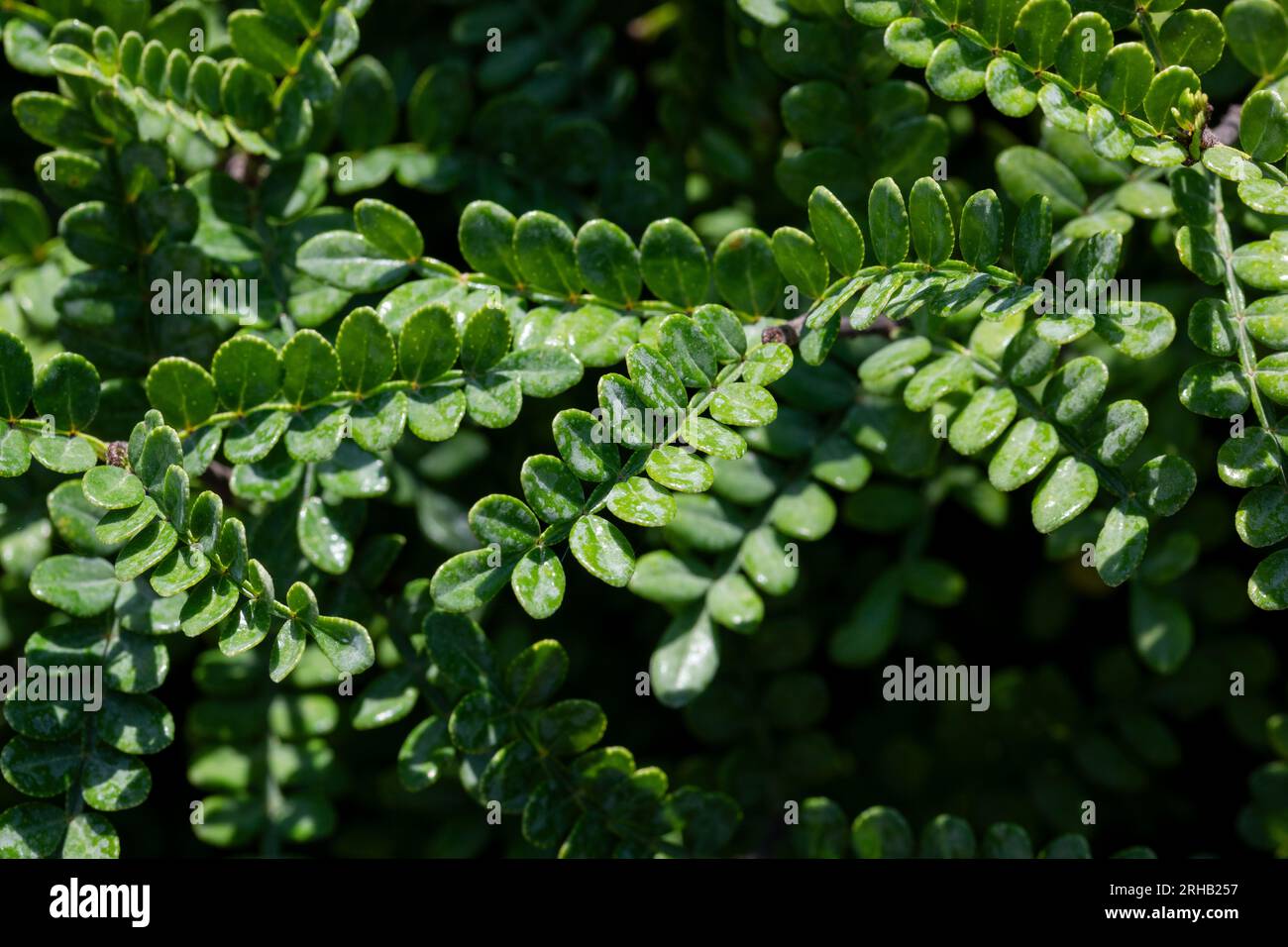 Operculicarya decaryi , Hedge germander leaves - Latin name - Teucrium x lucidrys. Stock Photo
