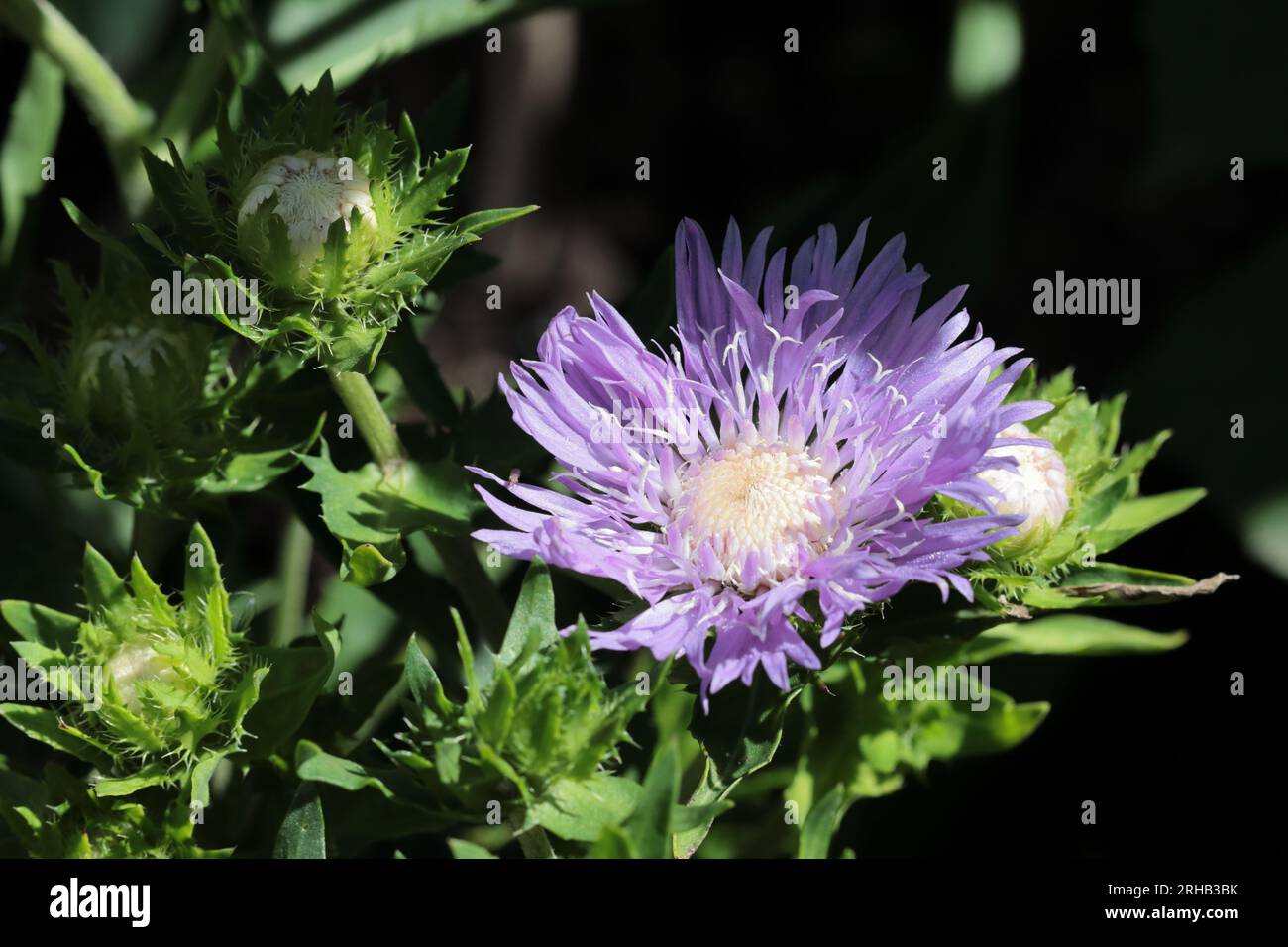 Close-up of a sunlit blue Stokesia laevis in a flower bed Stock Photo