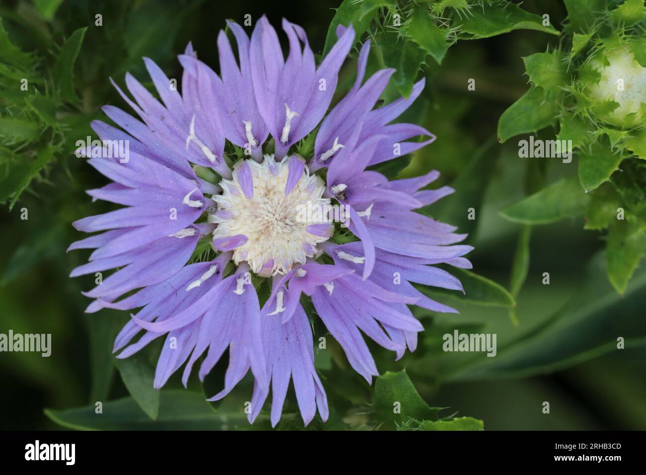 Close-up of a beautiful blue Stokesia laevis in a flower bed with a view from above, copy space Stock Photo