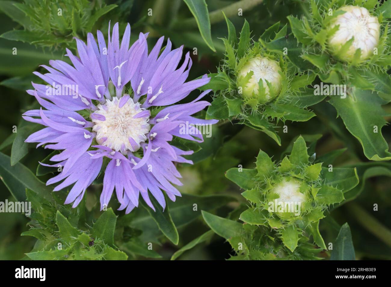 View of the wide-open flower of a blue Stokesia laevis and some still closed flowers in a garden bed, view from above Stock Photo