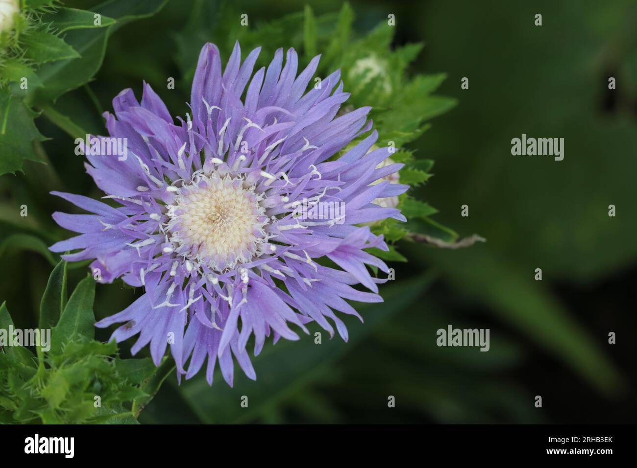 Blue aster flower hi-res stock photography and images - Alamy