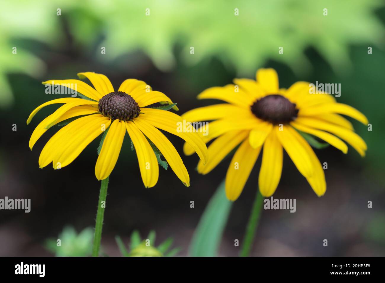 Close-up of two beautiful Rudbeckia fulgida flowers against a green-brown blurry background, selective focus Stock Photo