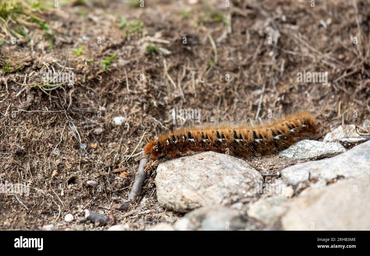 Closeup of an oak eggar moth larva, Lasiocampa quercus, with its characteristic hairy appearance near Davos, Switzerland Stock Photo
