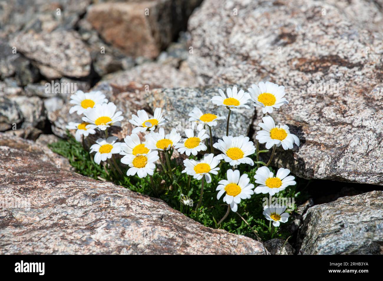 Alpine flower Leucanthemopsis alpina - alpine moon daisy, near Davos, Switzerland Stock Photo