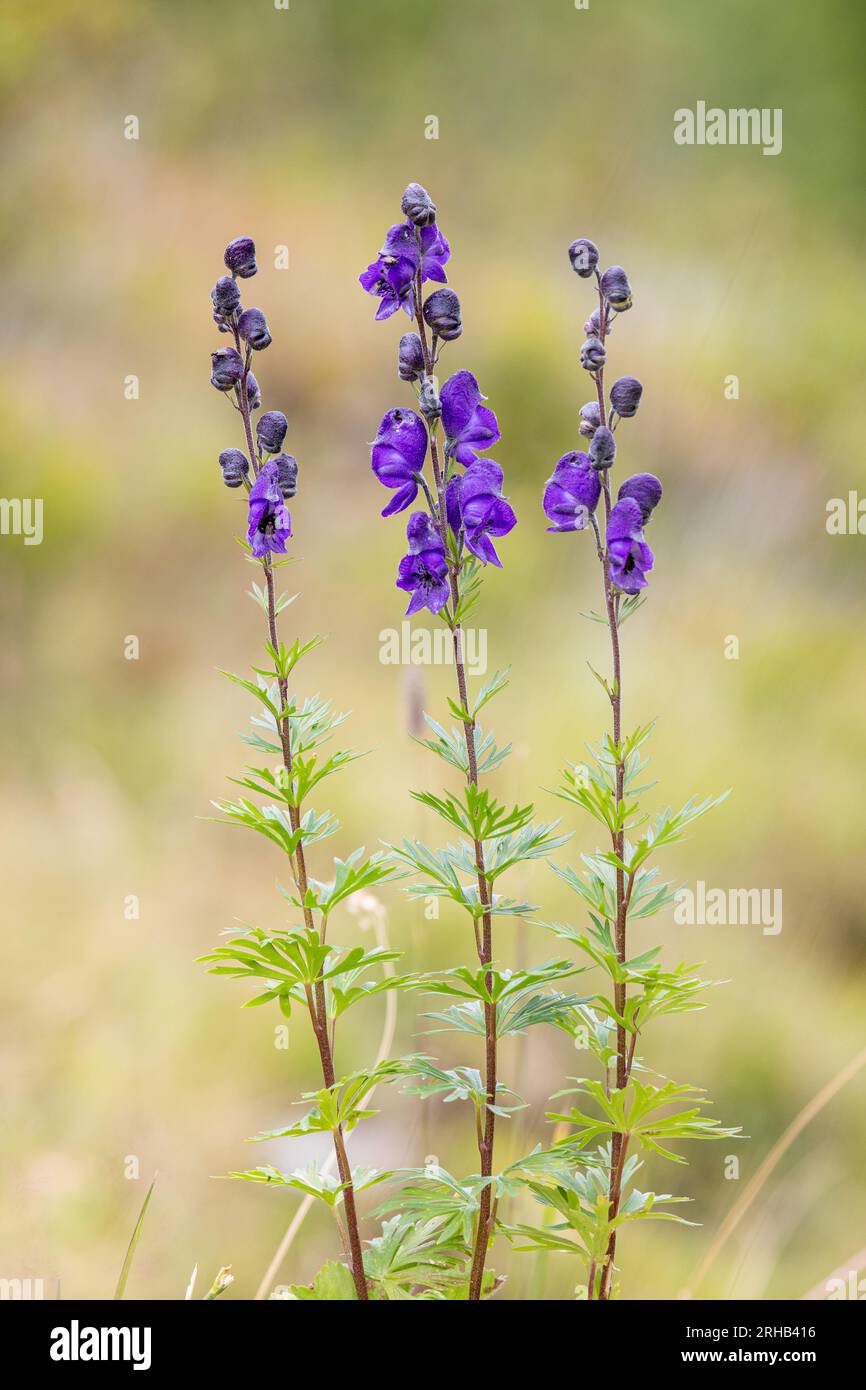 Aconitum napellus, commonly known as monk's-hood, aconite, wolfsbane, is a poisonous species of flowering plants of the family Ranunculaceae. Stock Photo