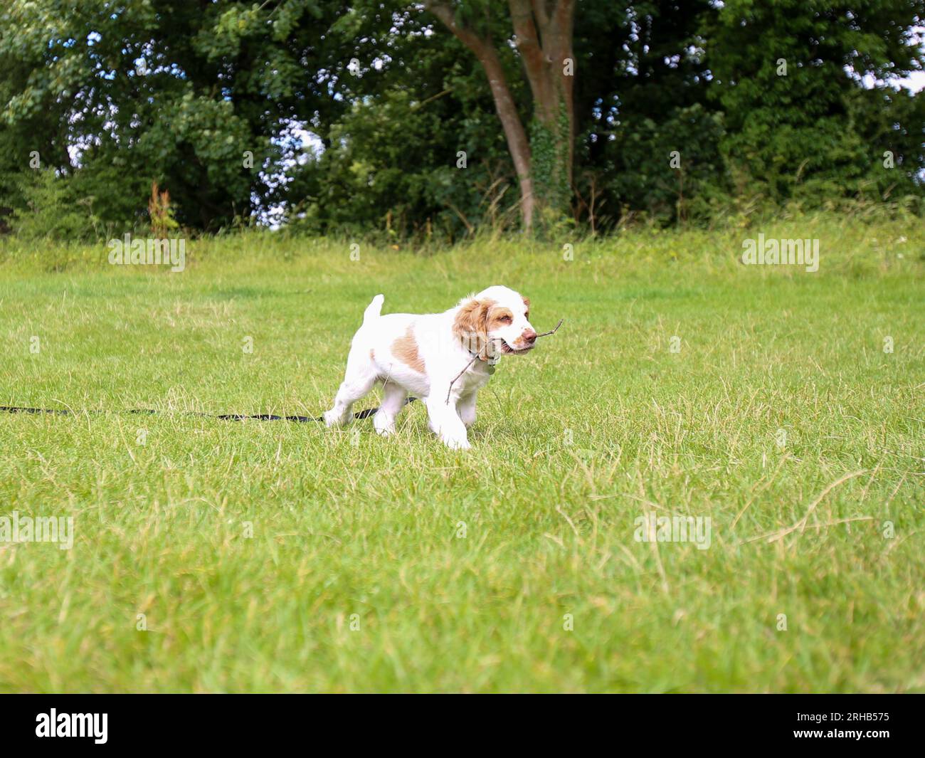 Working Clumber Spaniel Puppy in field on training line Stock Photo