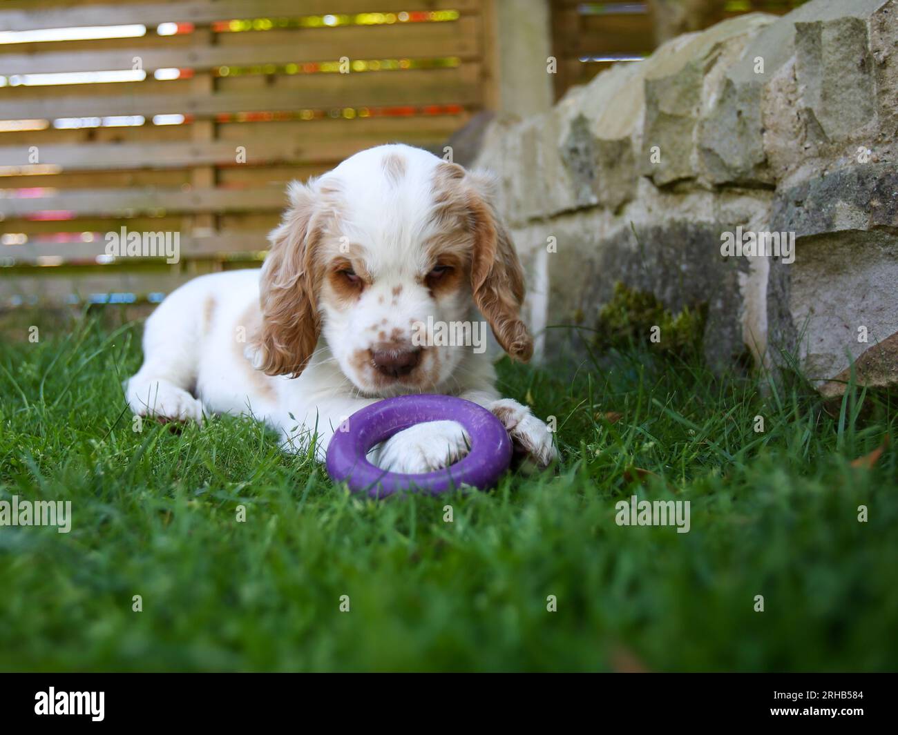 Working Clumber Spaniel Puppy learning to play with toys in garden Stock Photo