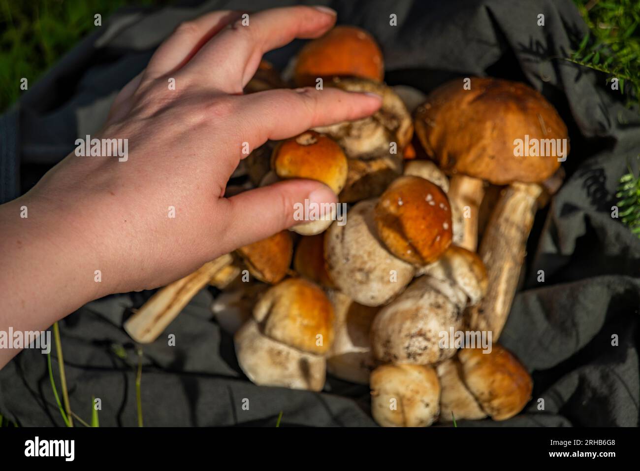 https://c8.alamy.com/comp/2RHB6G8/mushrooms-for-food-from-bio-nature-cleaning-in-exterior-of-fresh-summer-hot-mountains-2RHB6G8.jpg