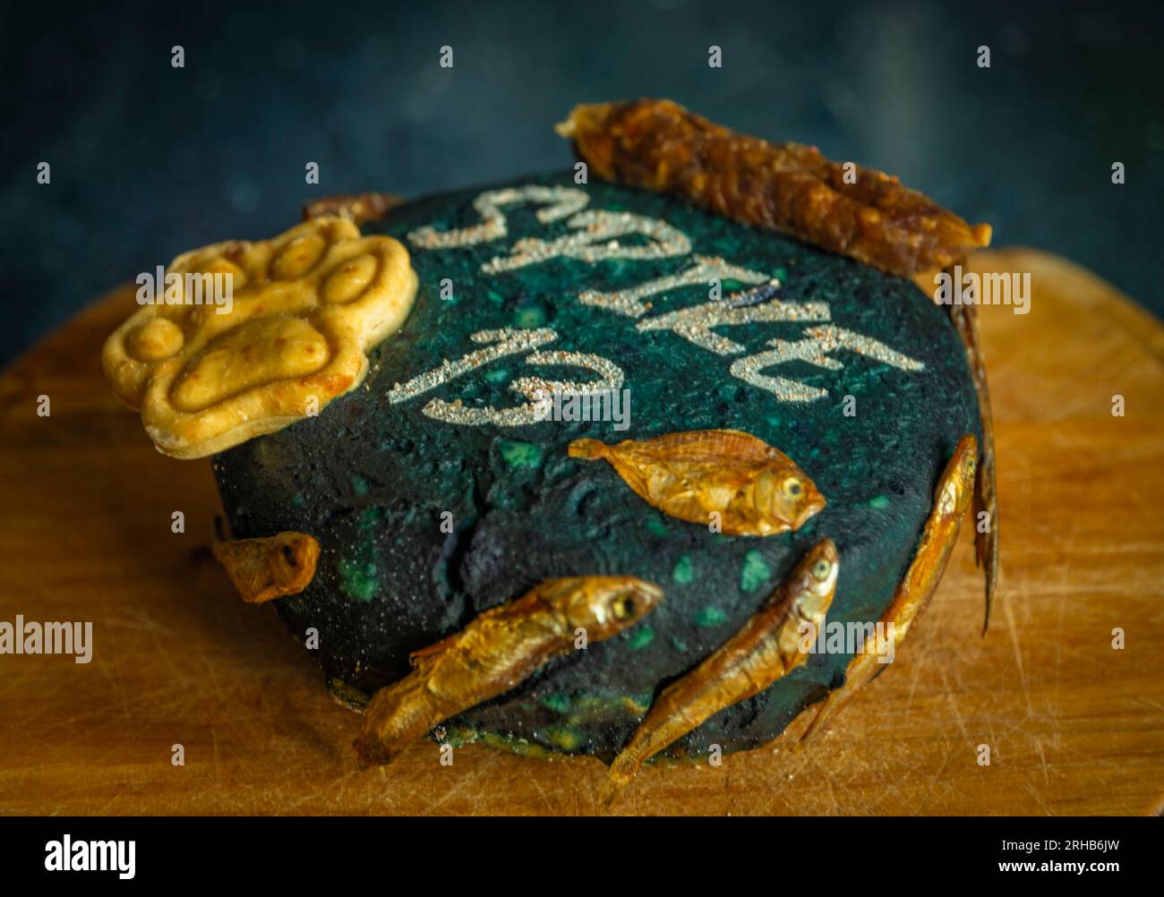 Pit bull dog birthday day in blue pet bed with 13 years meat cake with dry fishes Stock Photo