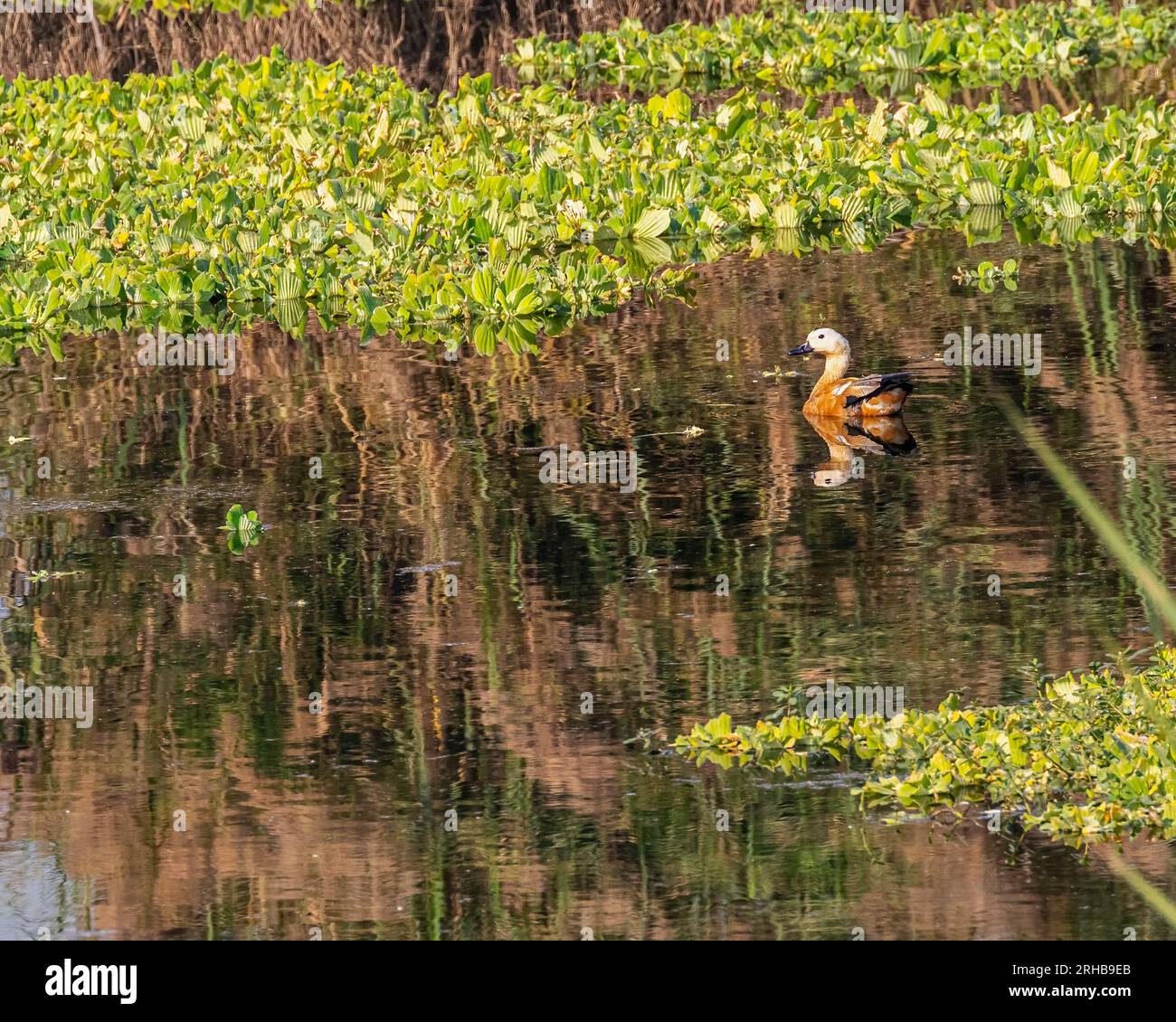 A Rudy Shelduck swimming in a lake Stock Photo