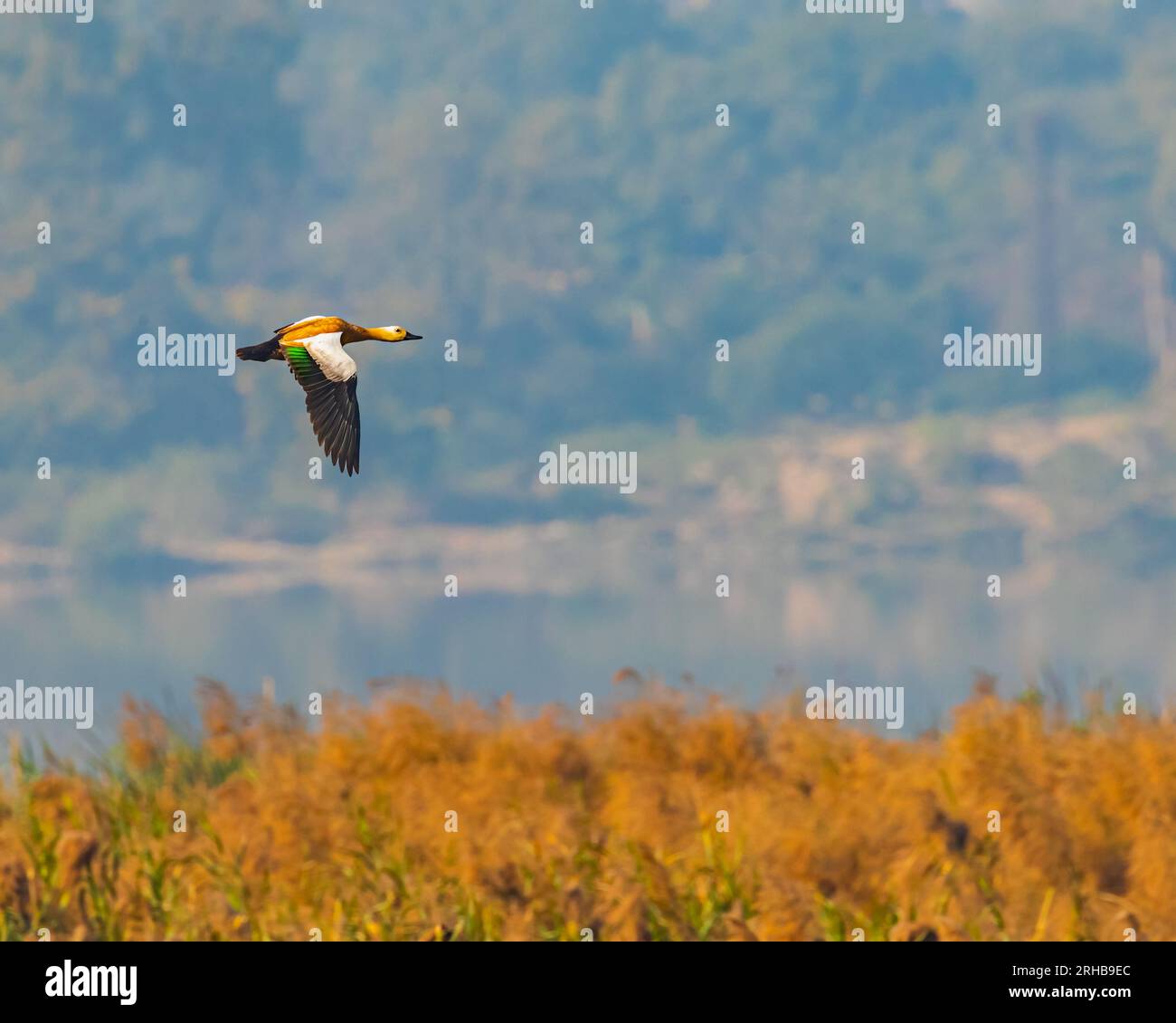Shell Duck Flying Rudy shelduck hi-res stock photography and images - Alamy