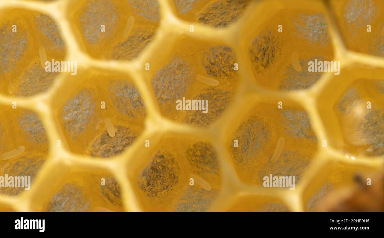 Bee's Beginning: Eggs Laid in Honeycomb - Selective Focus Close-Up Stock Photo