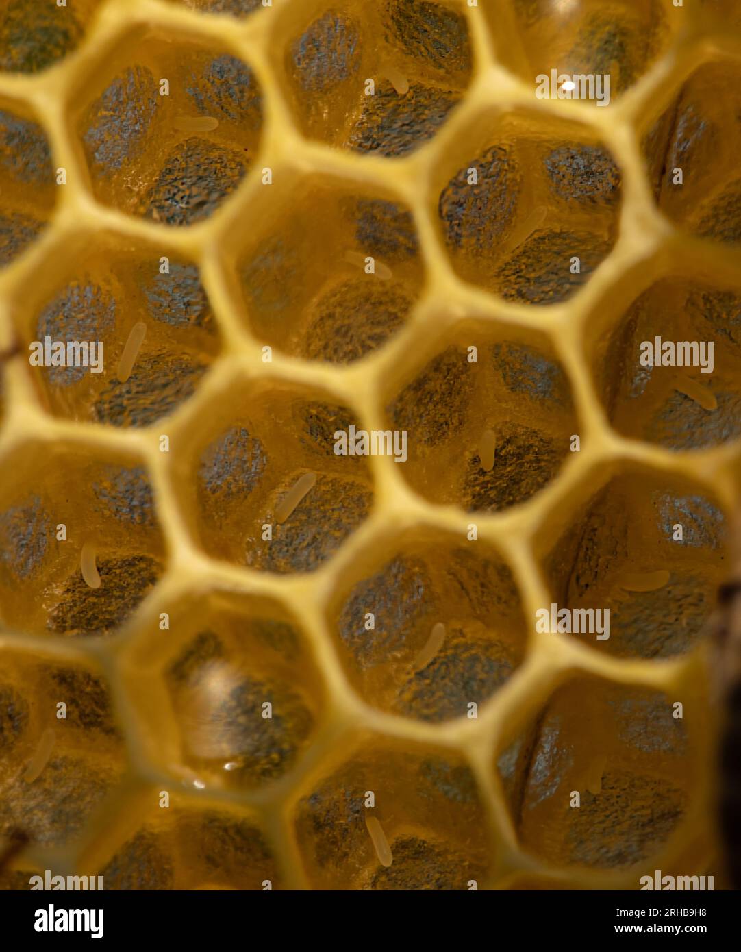 Apiary's Life in Detail: A Close-Up View of Bee Eggs in the Honeycomb Cells Stock Photo
