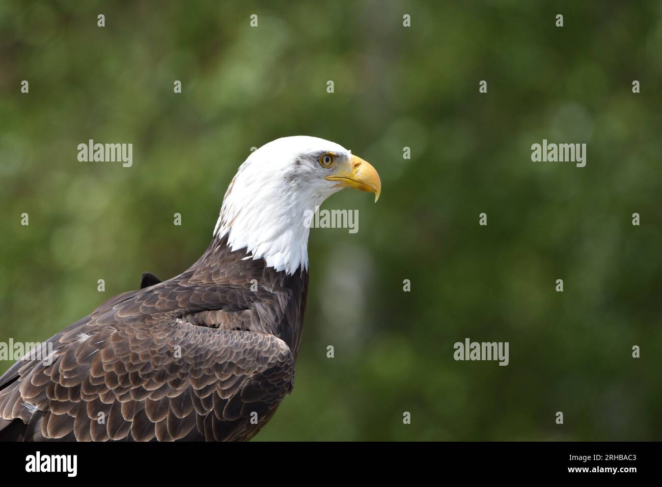 Big eagle in zoo wildlife hi-res stock photography and images - Alamy