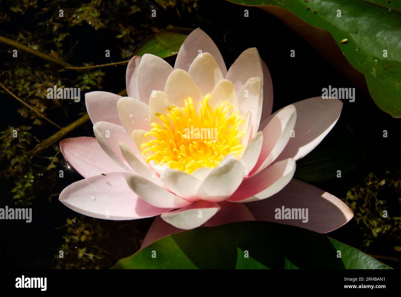 Water lily (Nymphaeaceae) in domestic garden pond Stock Photo