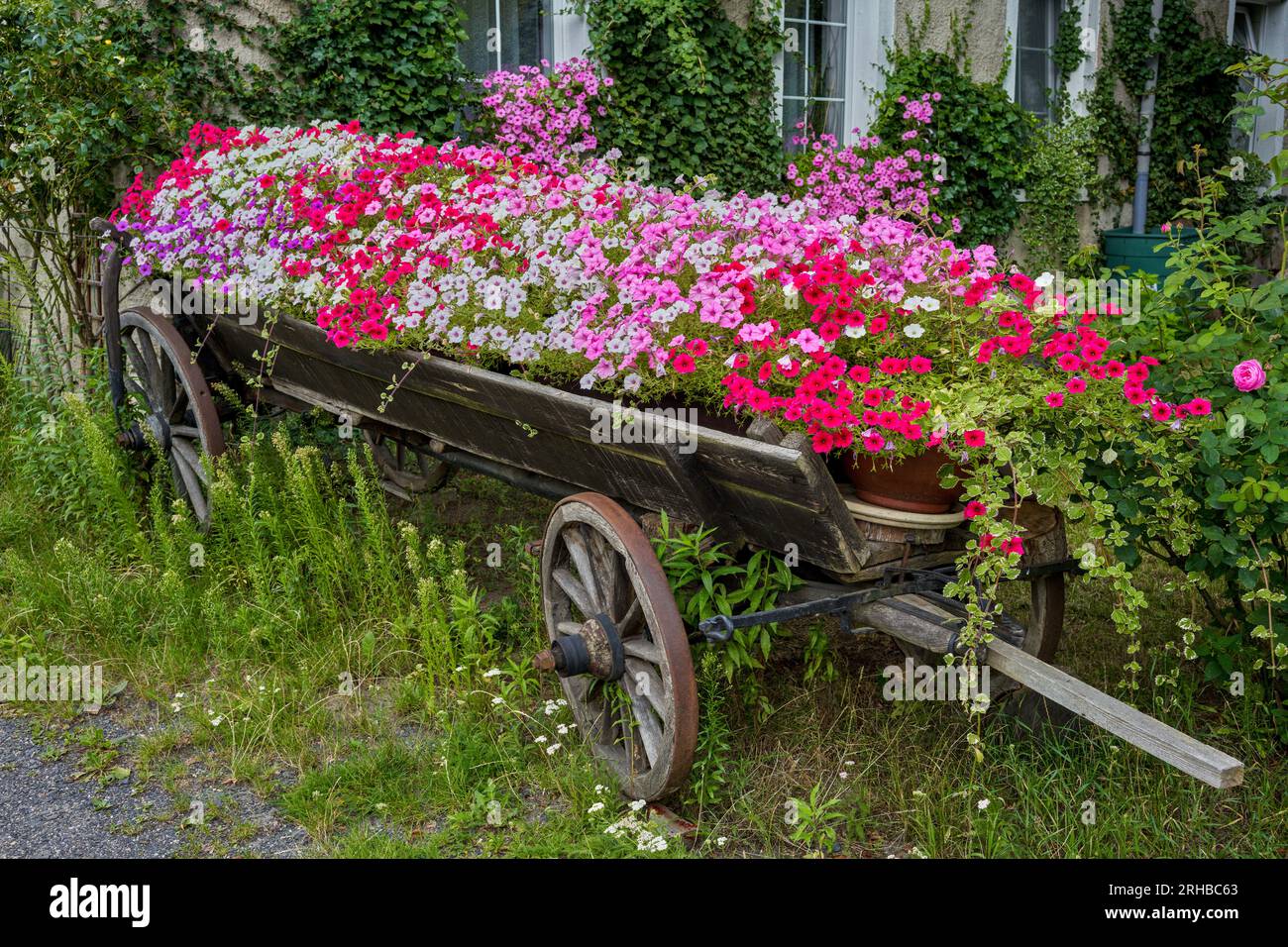 old wooden horse cart full of blooming multicolored petunias Stock Photo