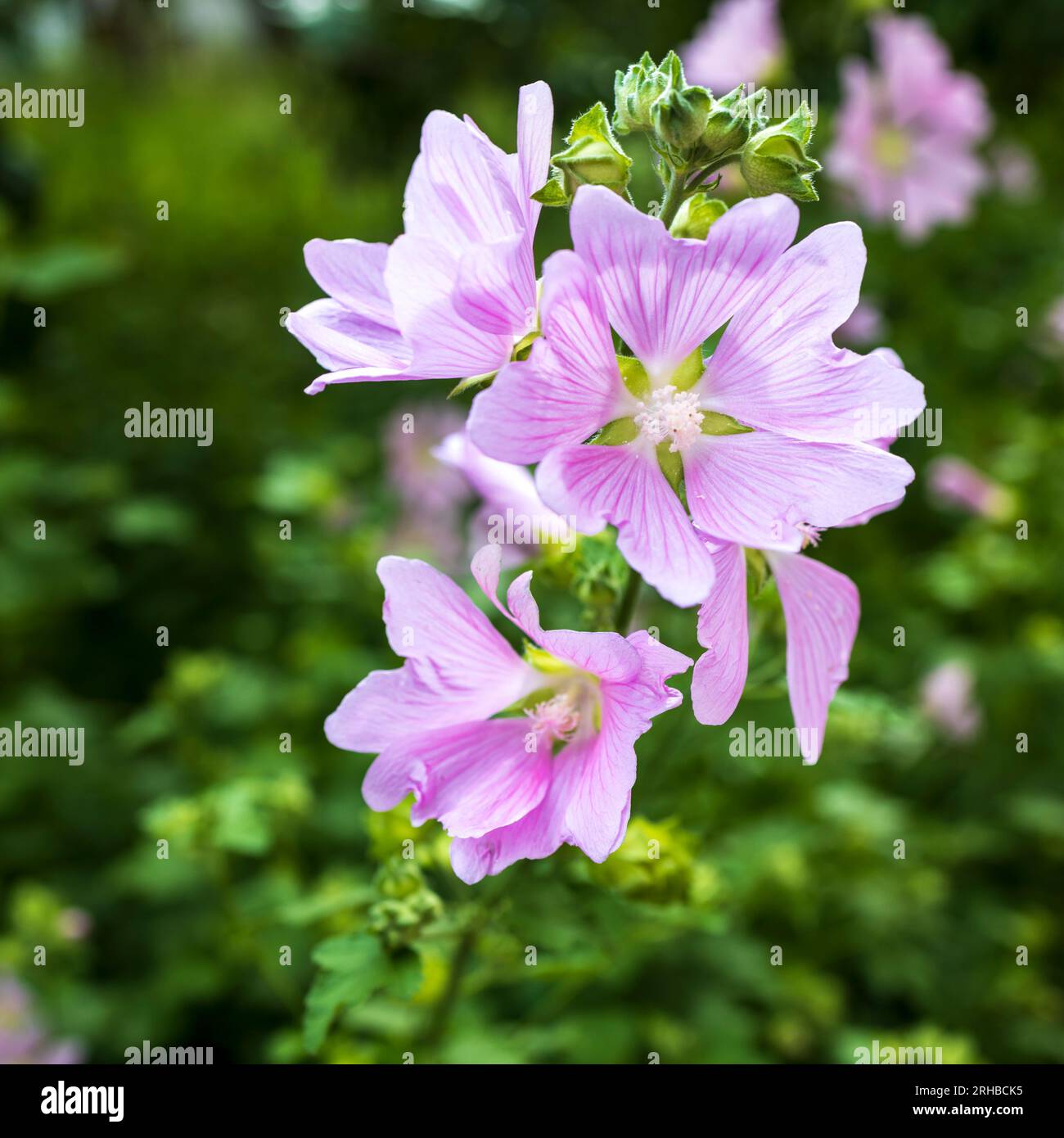 Althaea officinalis, the marsh mallow or marshmallow, is a species of