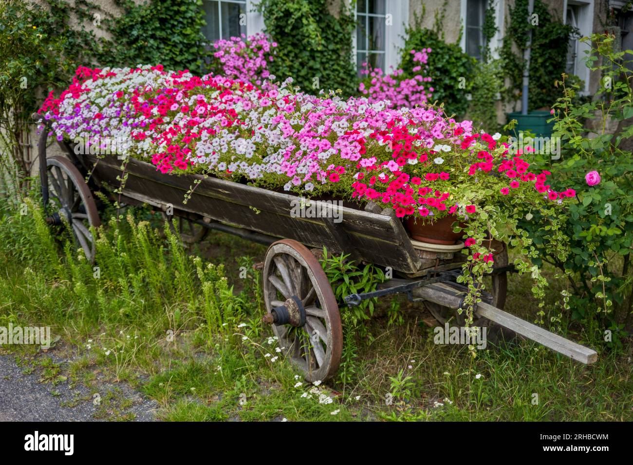 old wooden horse cart full of blooming multicolored petunias Stock Photo