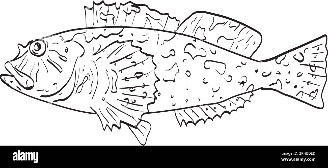 Drawing sketch style illustration of a Cabezon rockfish native to Gulf