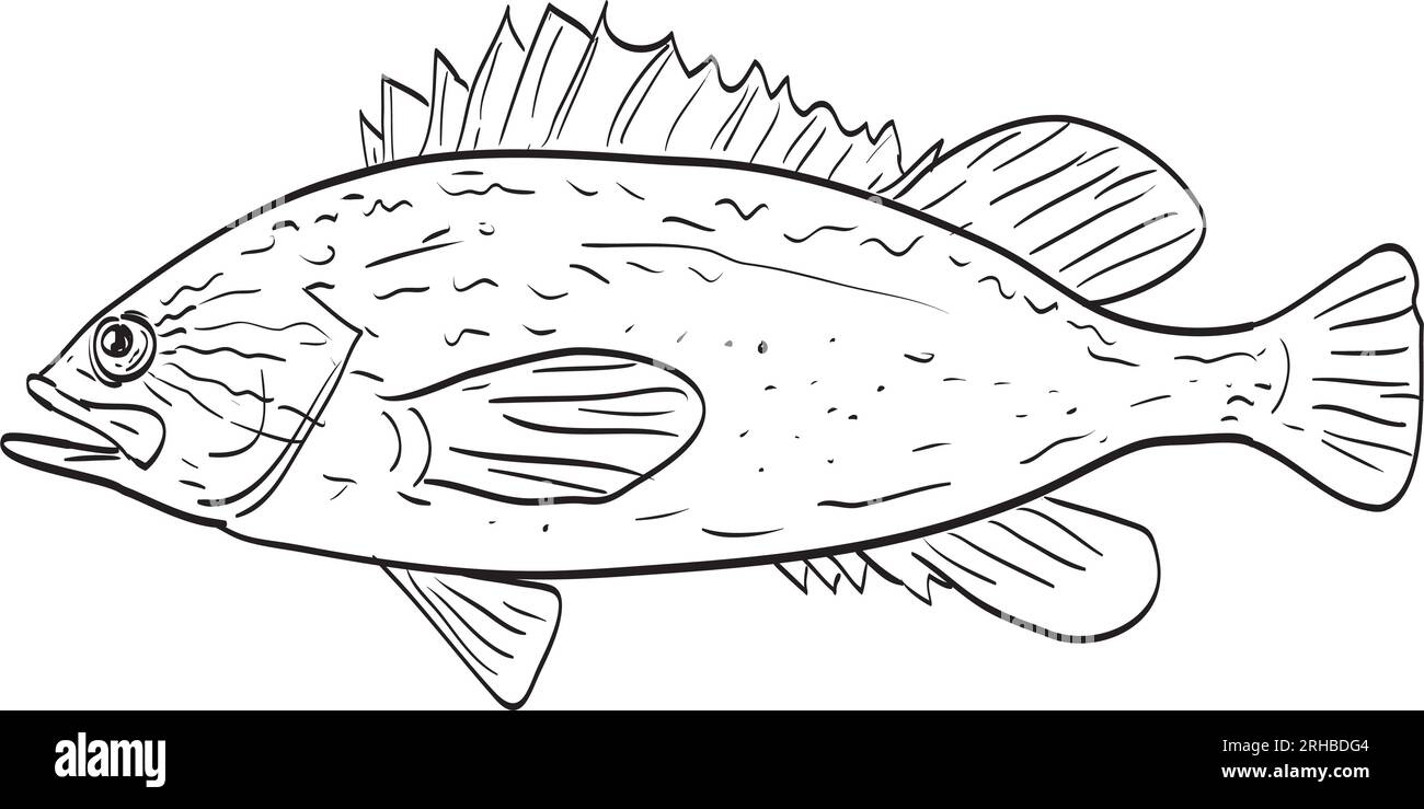 Drawing sketch style illustration of a Kelp rockfish side view black