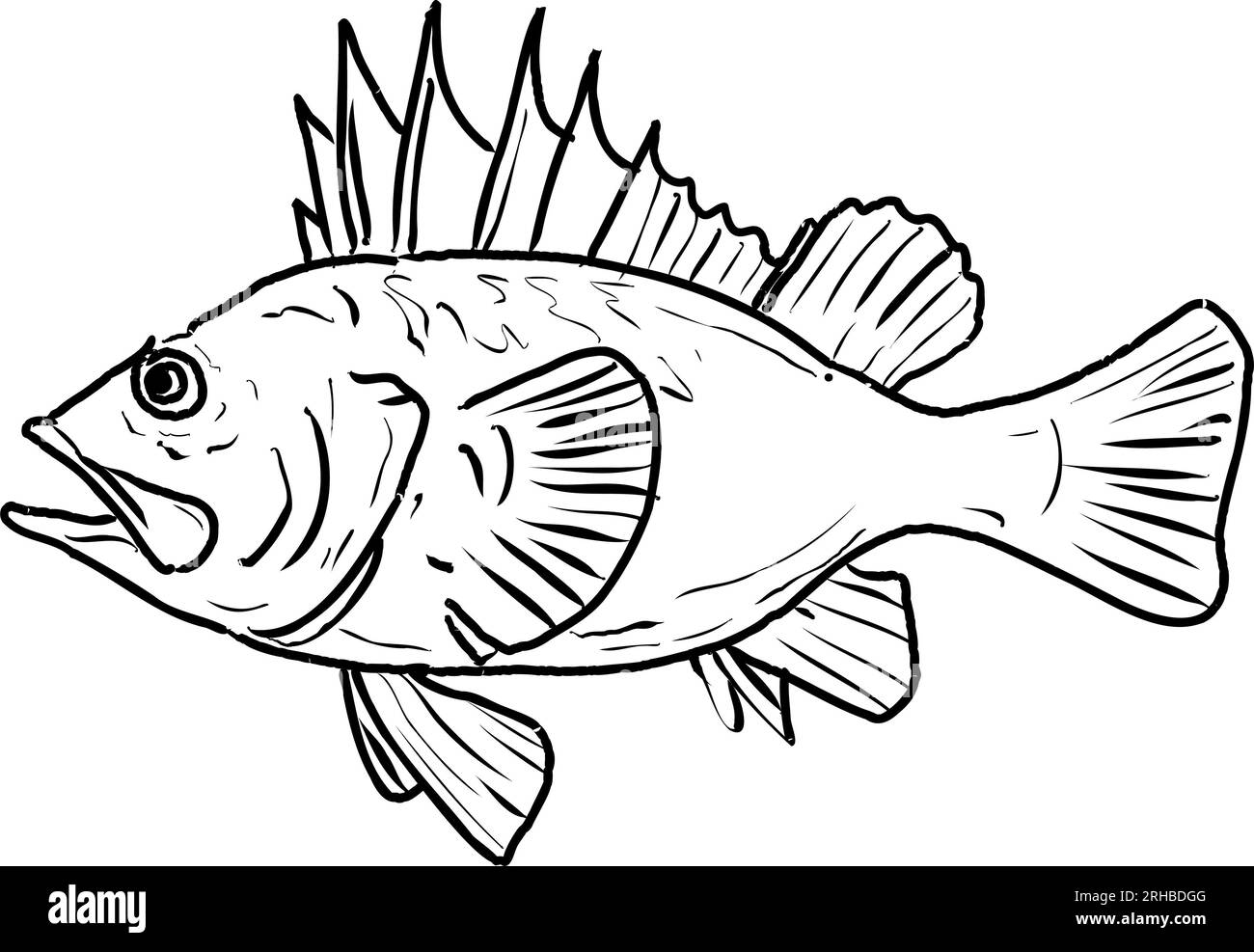 Drawing sketch style illustration of a Quillback rockfish side view