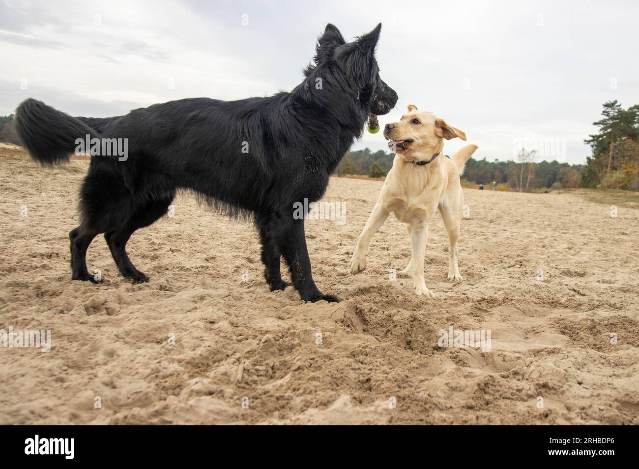 Long haired retriever hi res stock photography and images Page 3