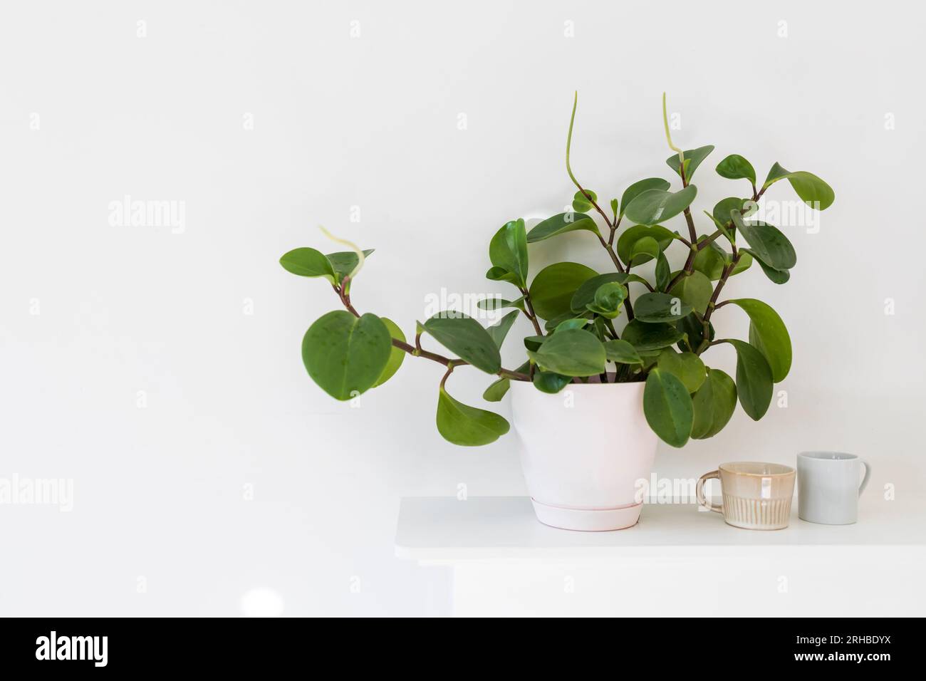 Peperomia (P. magnoliifolia) pot plant, also known as the Radiator Plant and Desert Privet Plant, with deeply wrinkled, dark green leaves, in a pink p Stock Photo