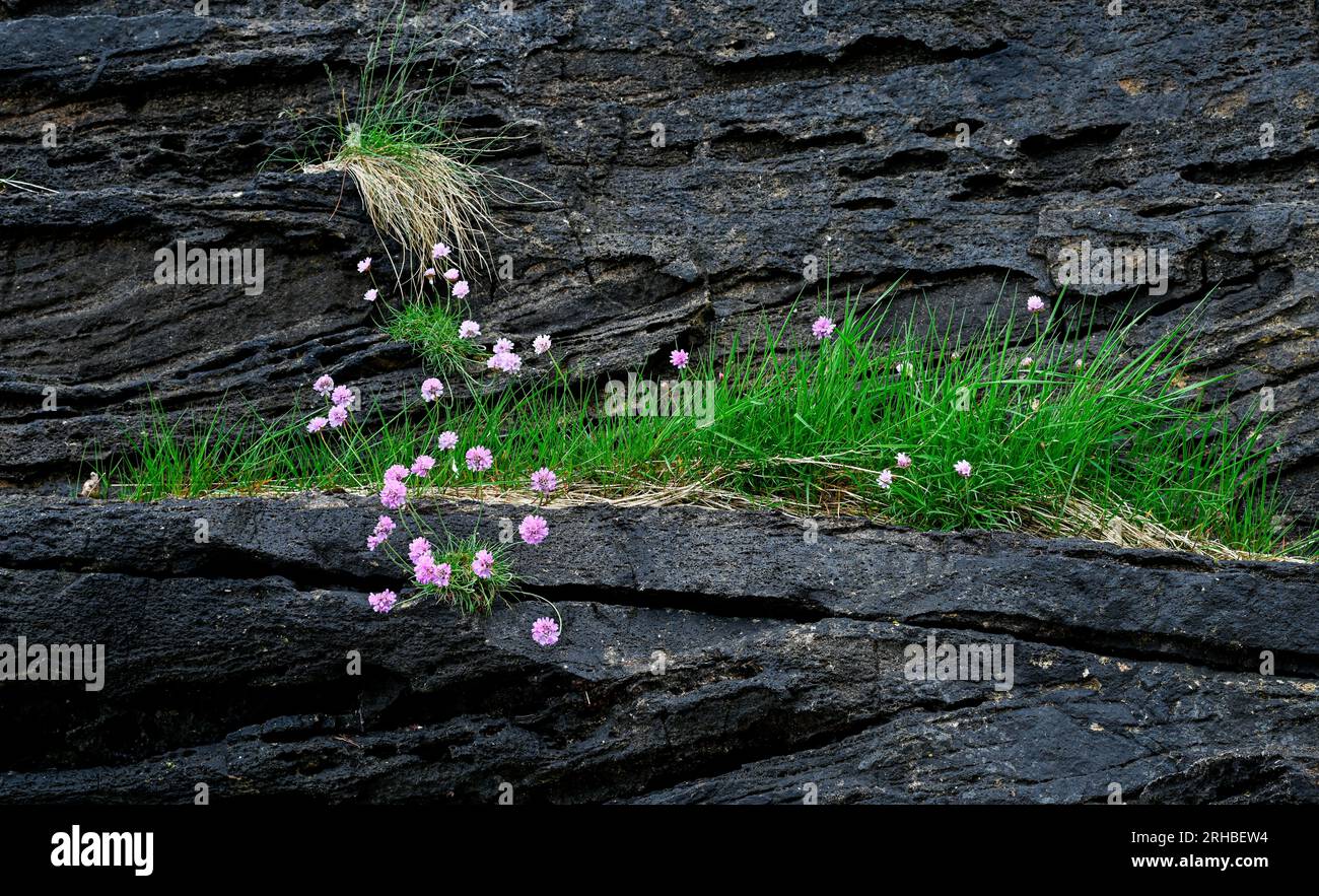 Sea Pinks on Rocks Elgol Isle of Skye Scotland Stock Photo