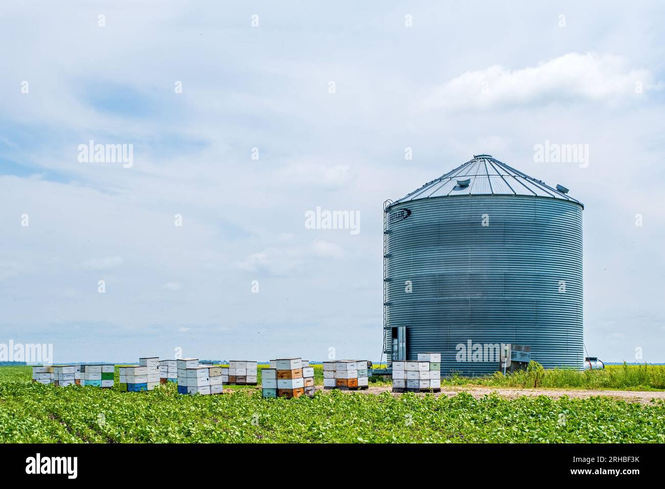 Bee boxes surrounded by fields of canola in rural Manitoba Canada.  Bee are important to the canola industry as farmers rely on bees to pollinate thei Stock Photo