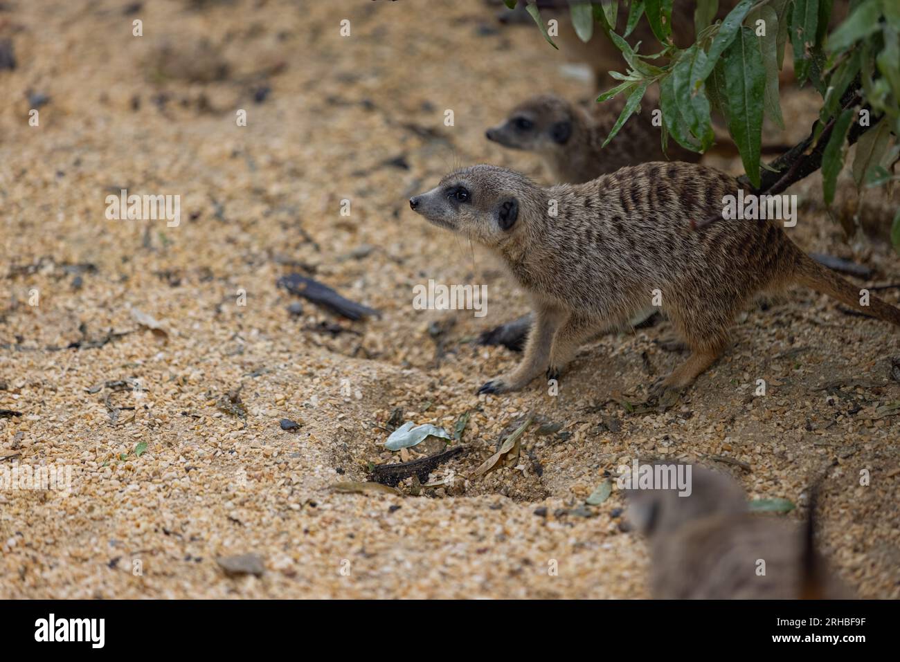 Super cute meerkat looking around for dangerous animals in the wild. Amazing cute meerkats in the nature are looking for food. Stock Photo