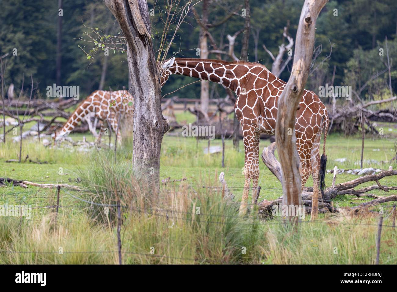 Amazing giant giraffe is take a meal in the tree. Wonderful giraffe is walking through the nature. Stock Photo