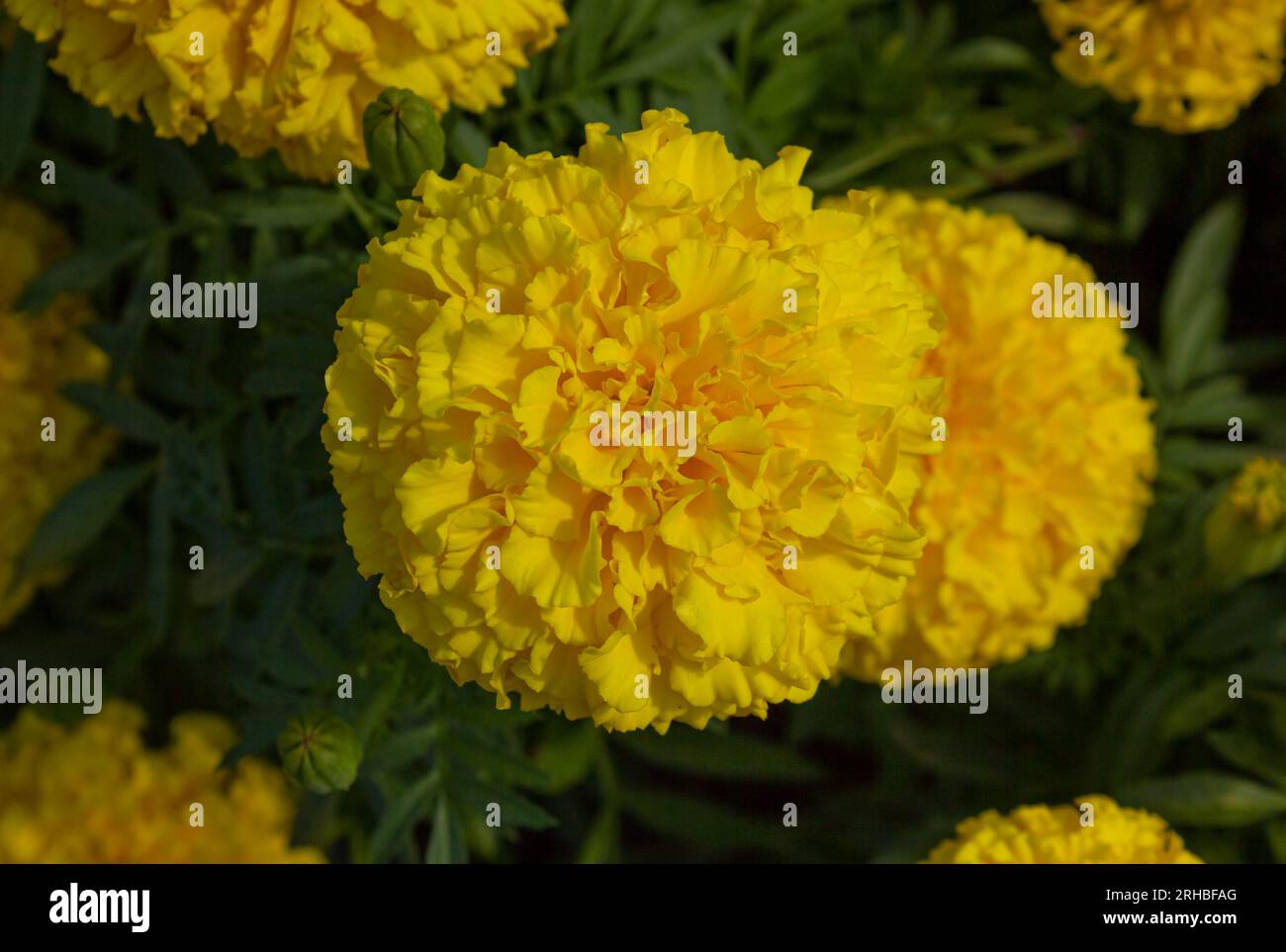 Top view of Beautiful yellow flowers of Tagetes erecta L. or Marigold in the garden. Bud Head of Curly Yellow Marigolds. Stock Photo