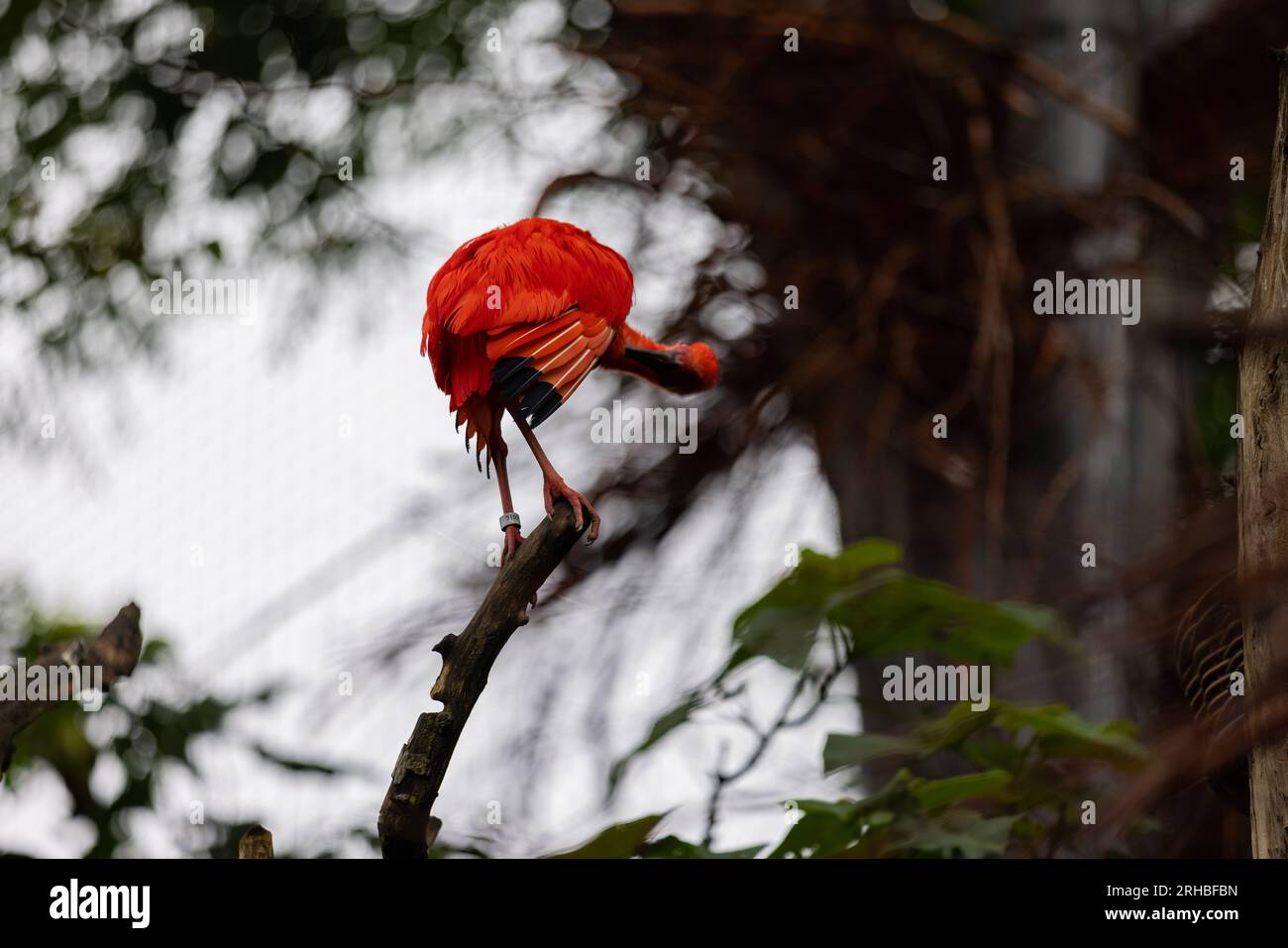 An amazing colorful bird is sitting on a tree and washing his body. Wonderful red and orange birds in the amazon, Brazil. Stock Photo