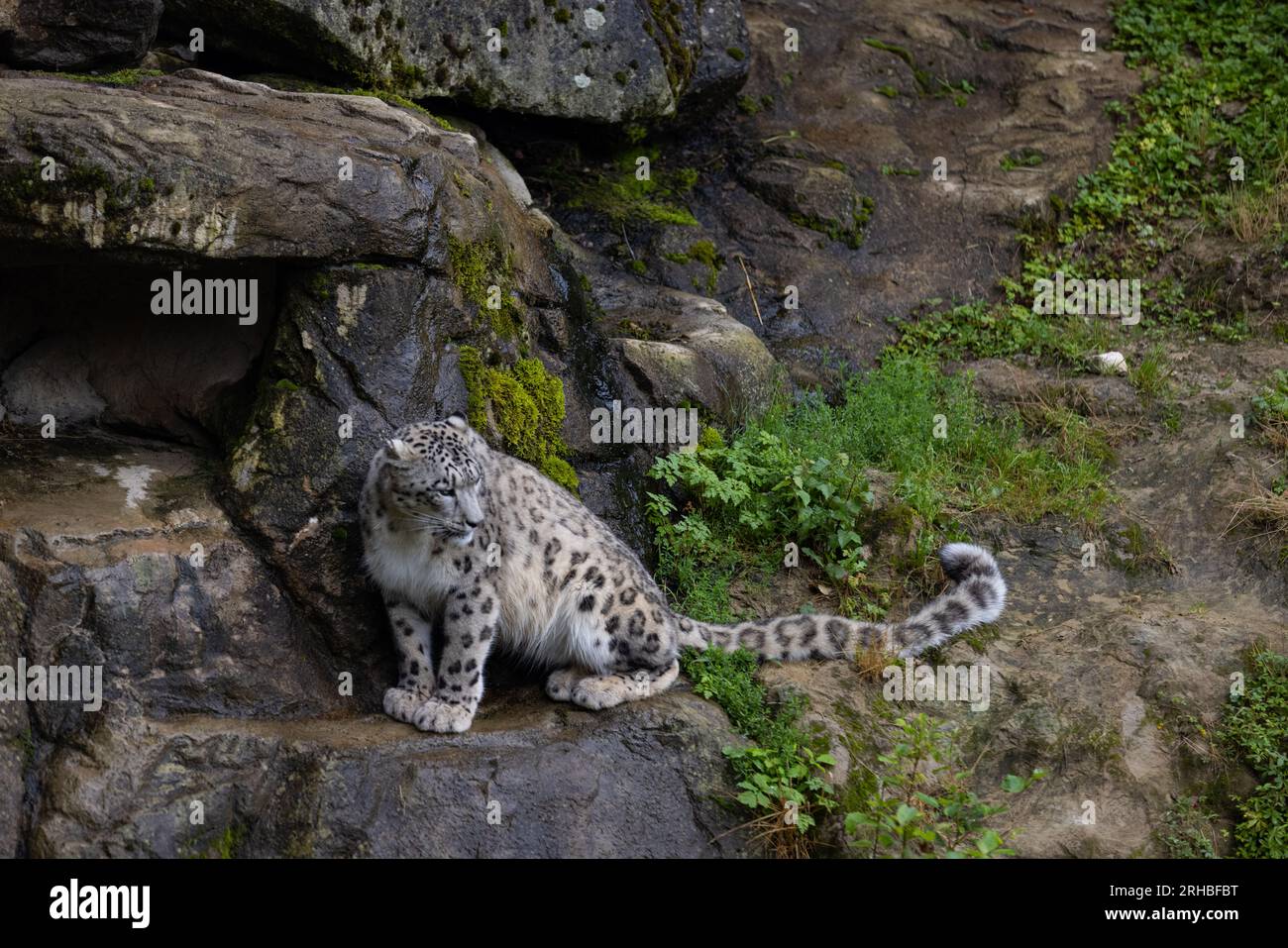 Majestic snow leopard eats a big meat and then an other snow leopard, i