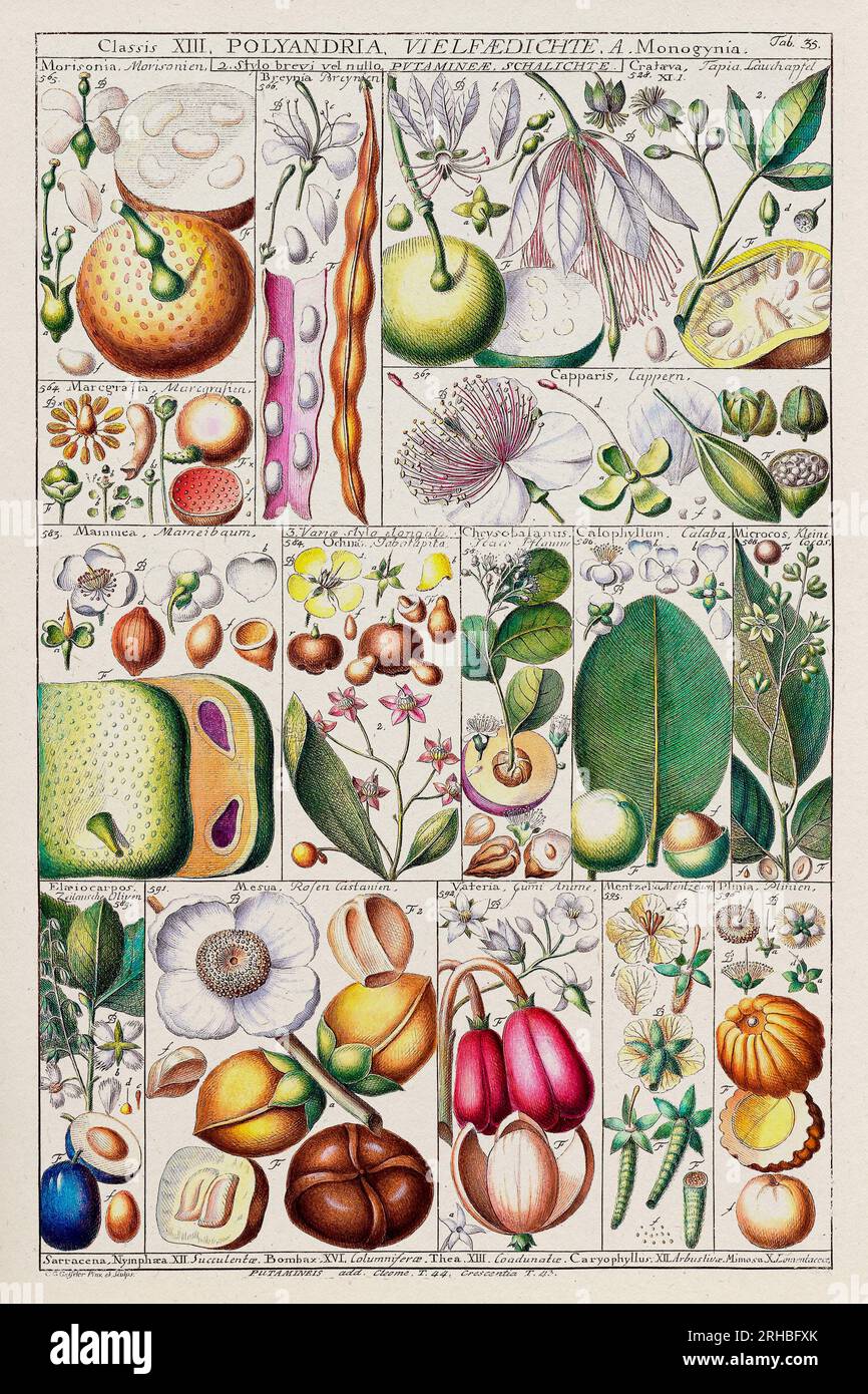 Vintage Botanical illustration. 18th-Century Botanical Chart: Linnaean ...