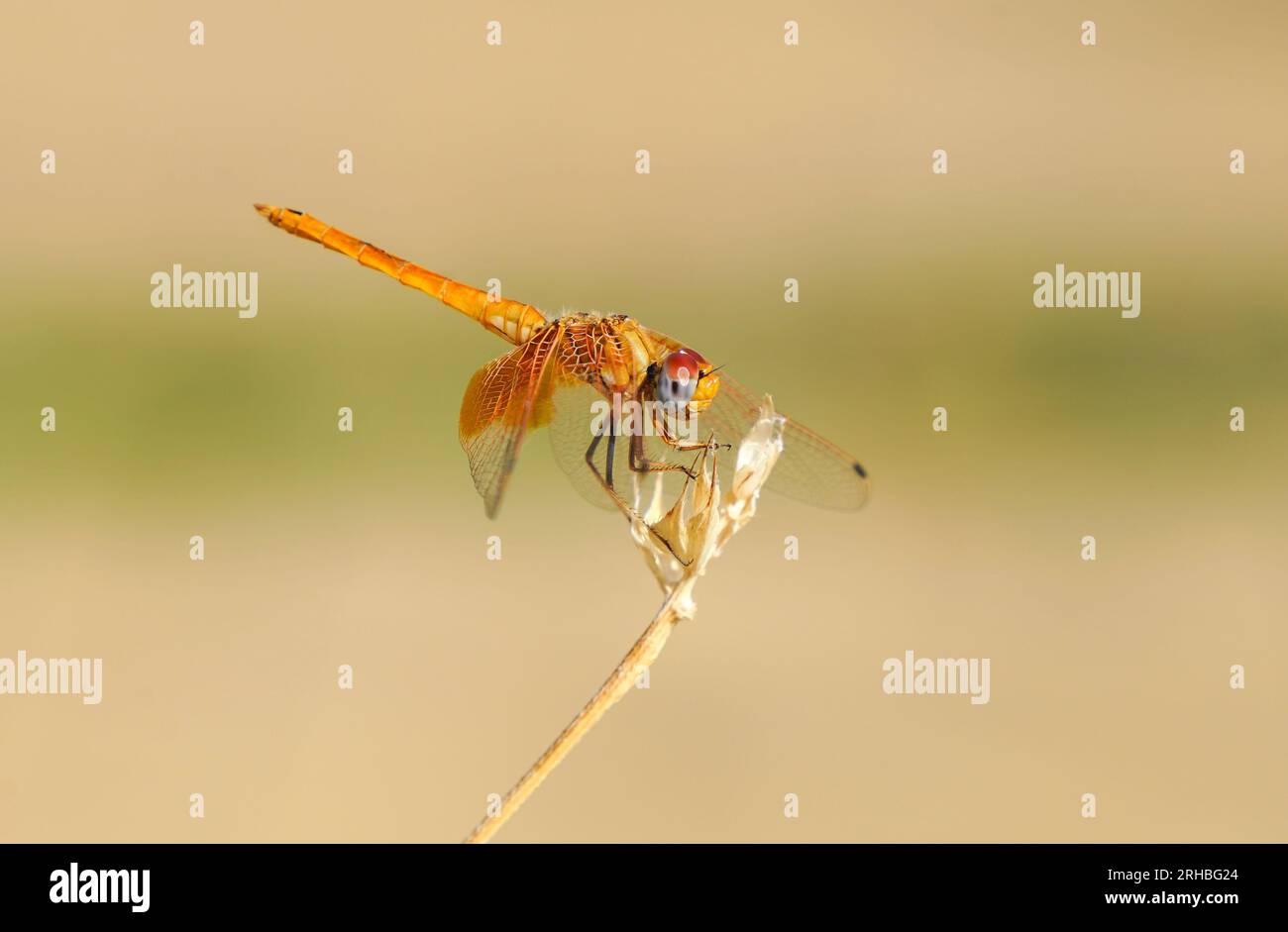 Orange-winged dropwing, Trithemis kirbyi, female, Spain. Stock Photo