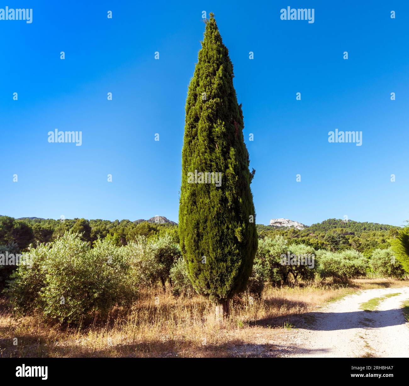 Olive trees and cypress at St Remy de Provence. Buches du Rhone