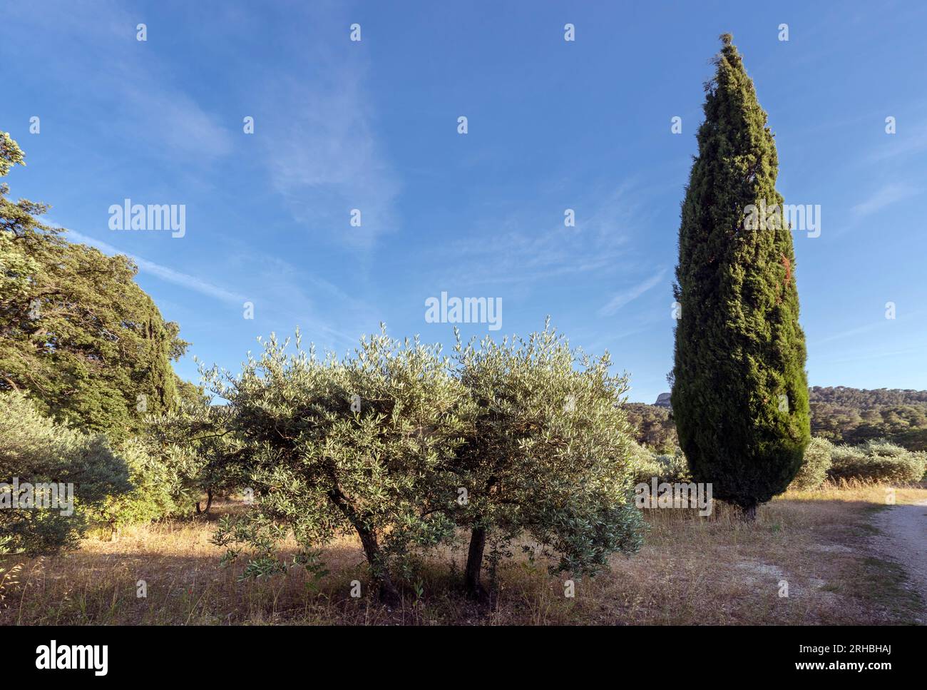 Olive trees and cypress at St Remy de Provence. Buches du Rhone