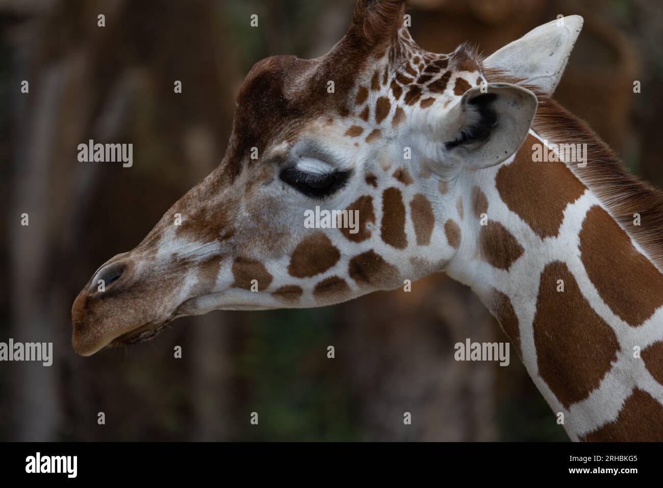 A reticulated giraffe searches for food. They mostly eat leaves with