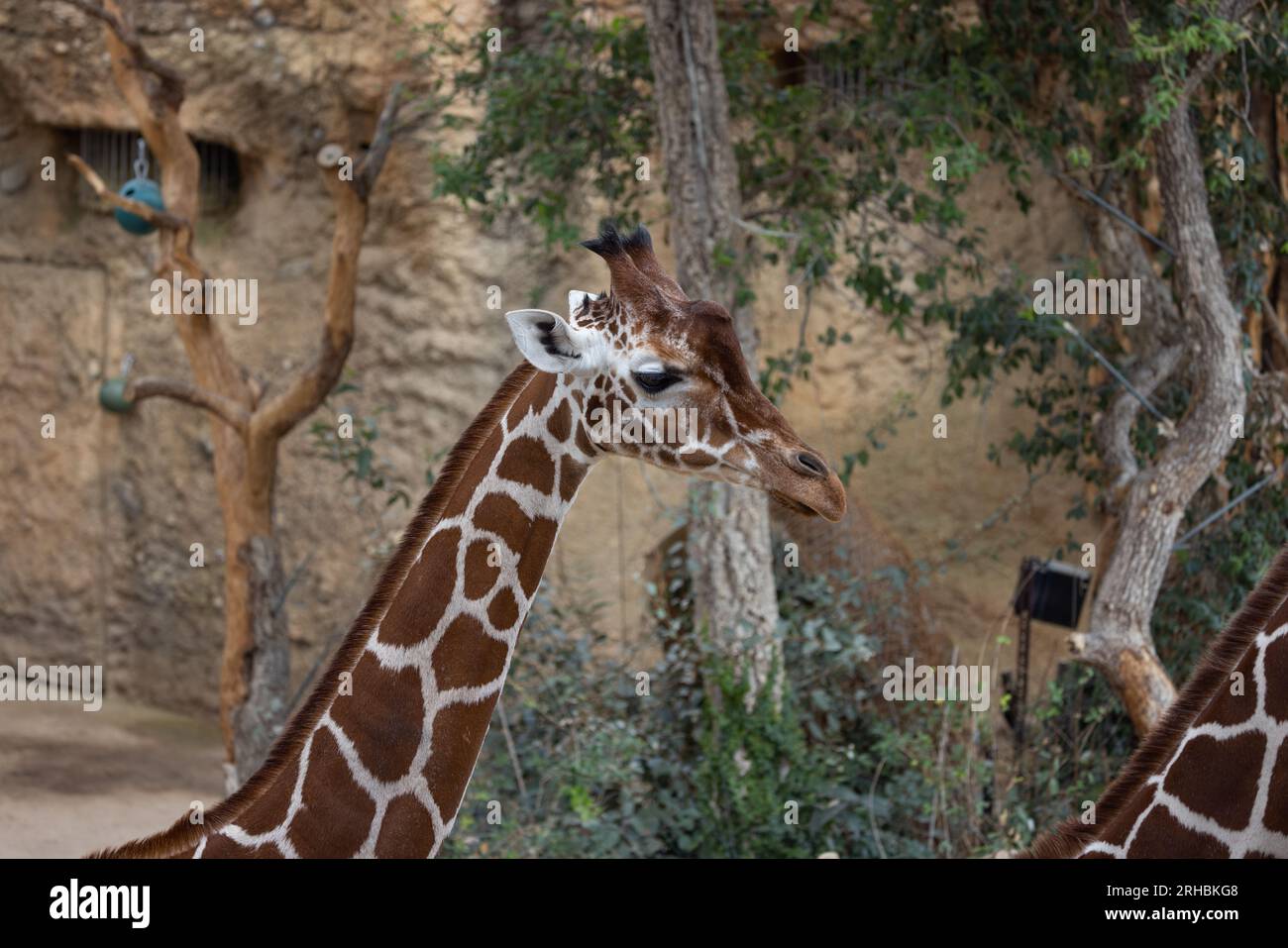 A reticulated giraffe searches for food. They mostly eat leaves with