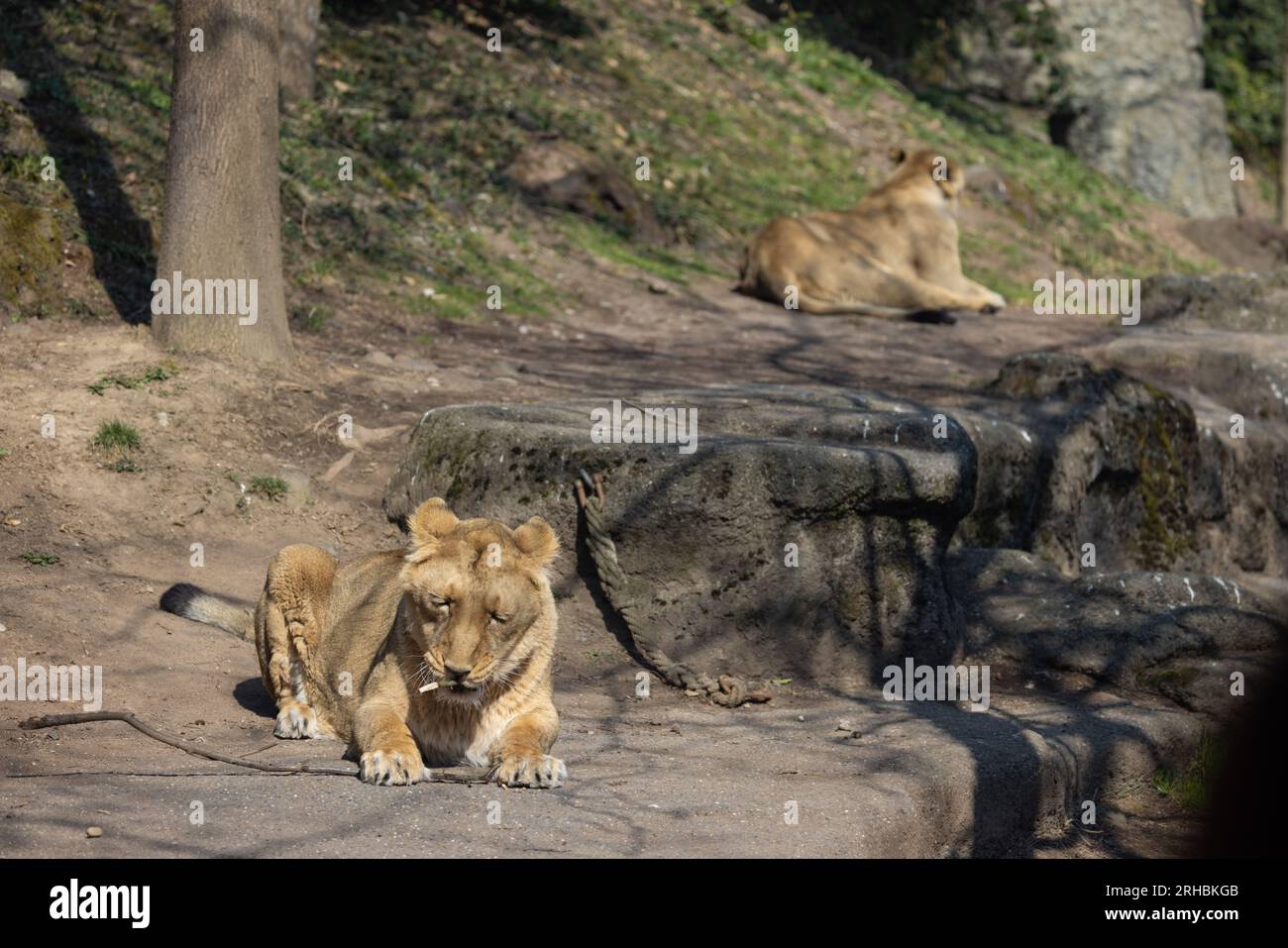 Two lionesses, also called Panthera leo persica, lie on a rock and ...