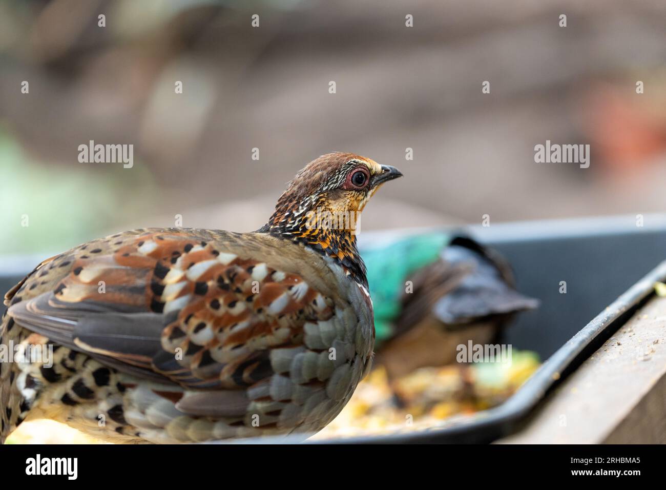 The Hill Partridge (Arborophila torqueola) is a captivating bird native to the lush forests of the Himalayas. Its intricate plumage and secretive natu Stock Photo