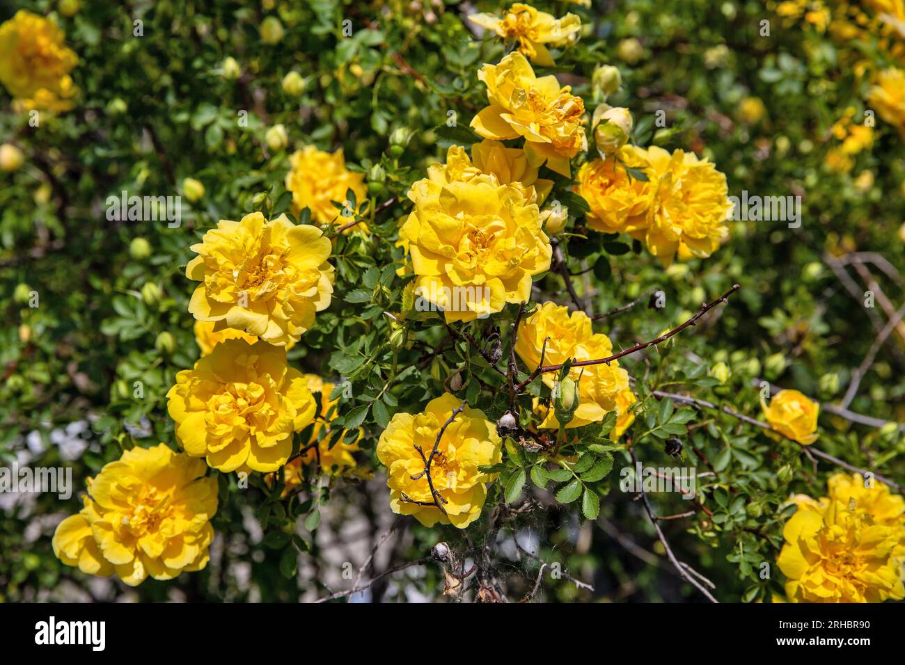 bush of yellow roses in the garden closeup outdoor Stock Photo - Alamy